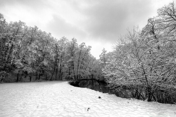 Winter frosty day in the forest