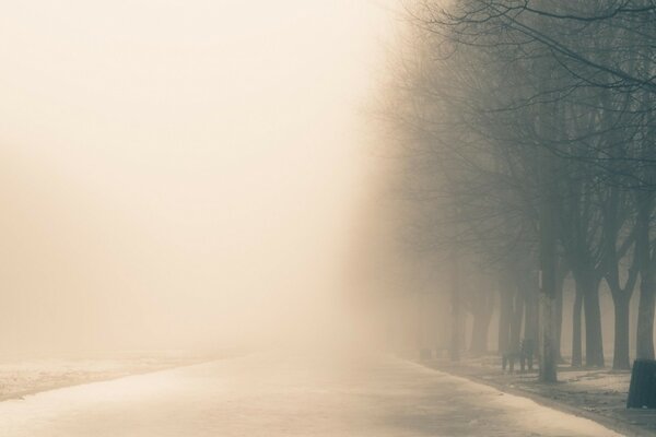 Winter evening. A thick fog enveloped the forest