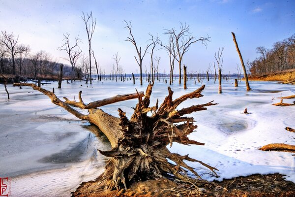 An old tree is lying on the snow