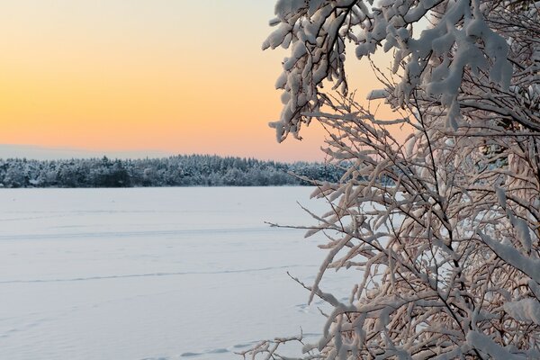 冰冻的树木站在雪地里