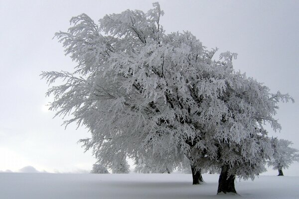 Ein verschneiter Baum in einem sauberen Feld