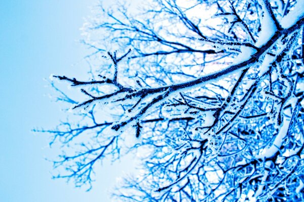 Blue sky. Snow Tree