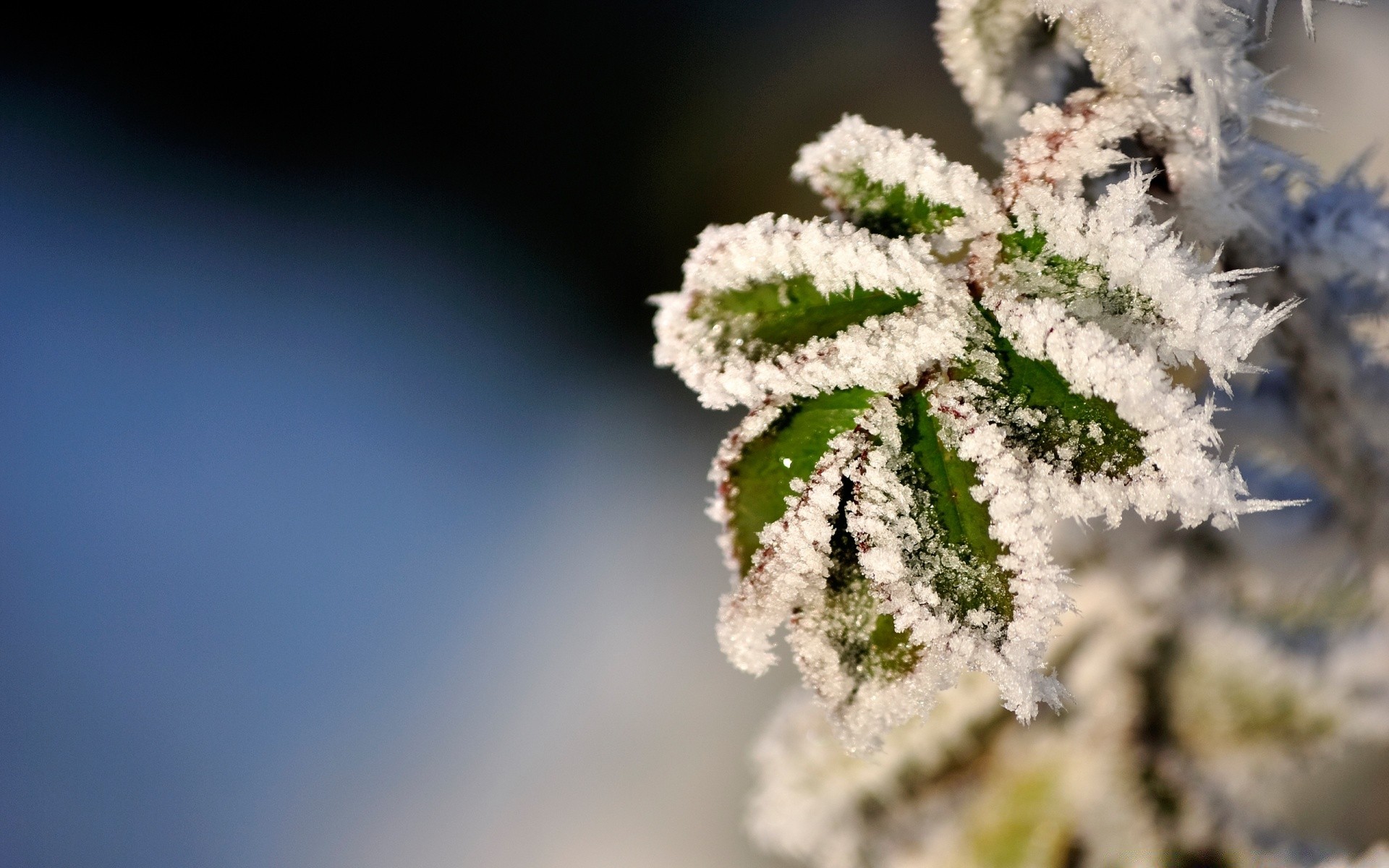 zima natura na zewnątrz kwiat drzewo liść flora sezon śnieg mróz lato jasne boże narodzenie wzrost