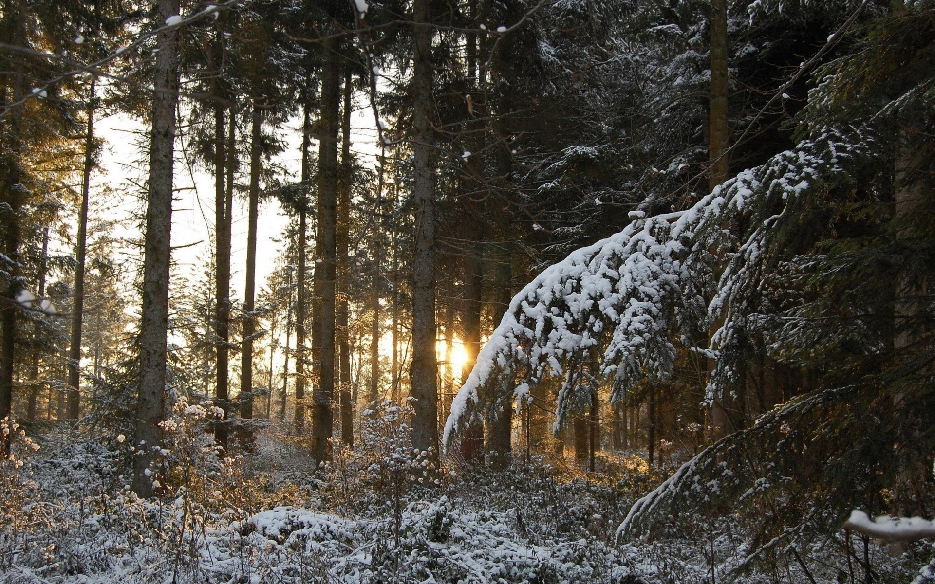 hiver neige bois bois froid gel paysage nature saison météo glace congelé à l extérieur pin environnement parc beau temps scénique brouillard