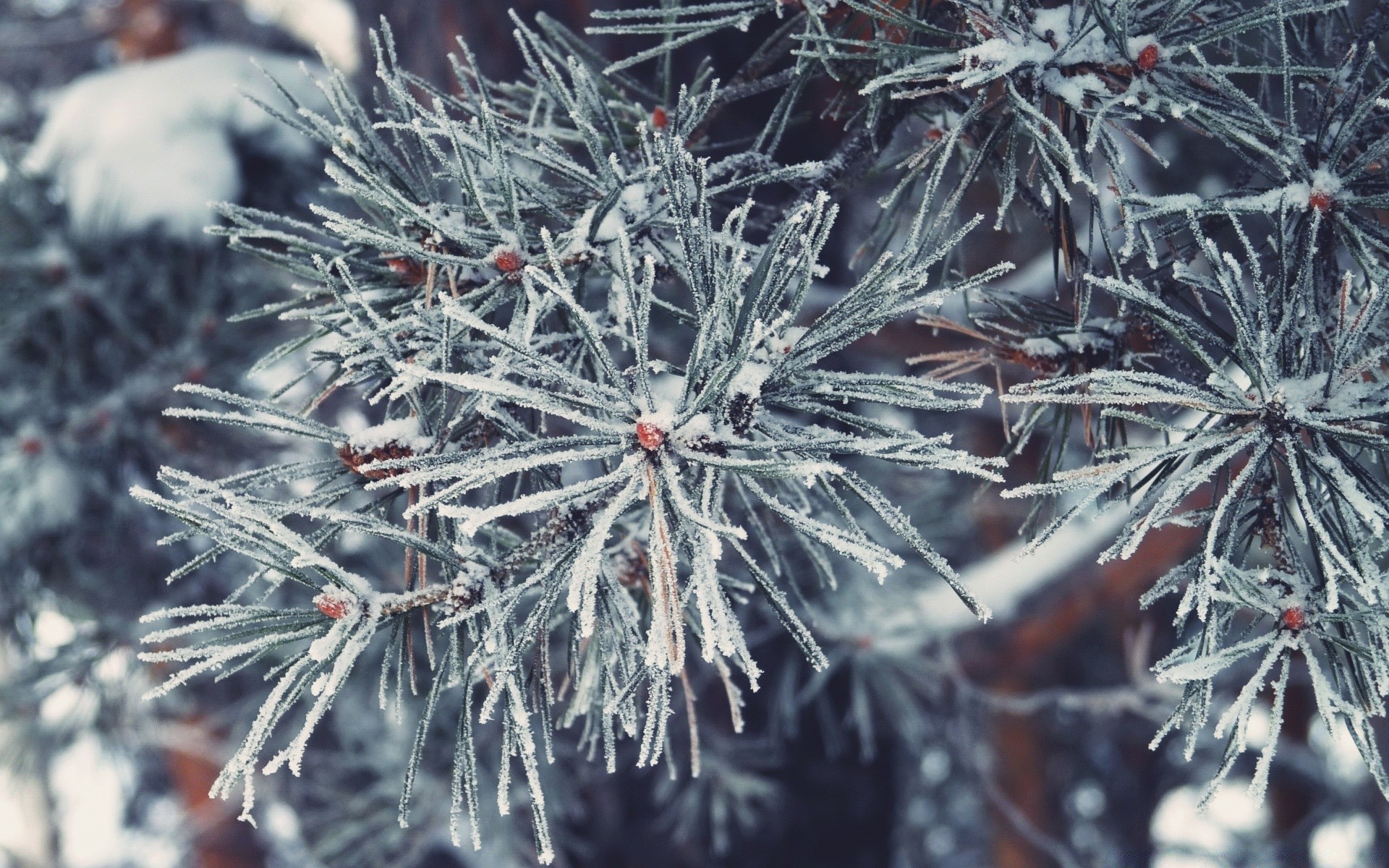 invierno agujas navidad árbol temporada rama decoración pino escarcha evergreen naturaleza nieve agudo primer plano copo de nieve color al aire libre abeto vacaciones