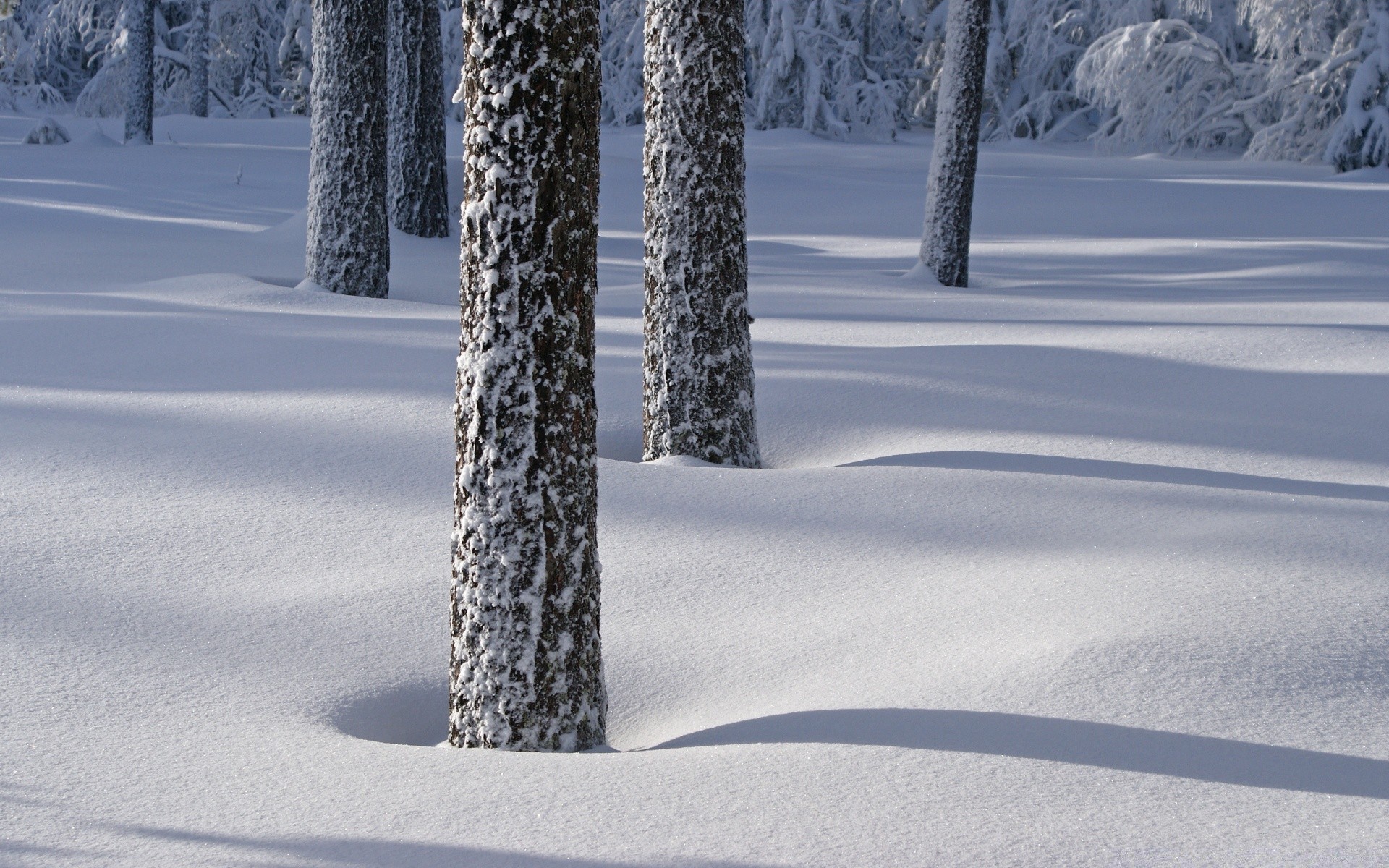 invierno nieve escarcha frío congelado hielo madera temporada paisaje tiempo árbol tormenta de nieve naturaleza al aire libre carretera helada blanco como la nieve buen tiempo