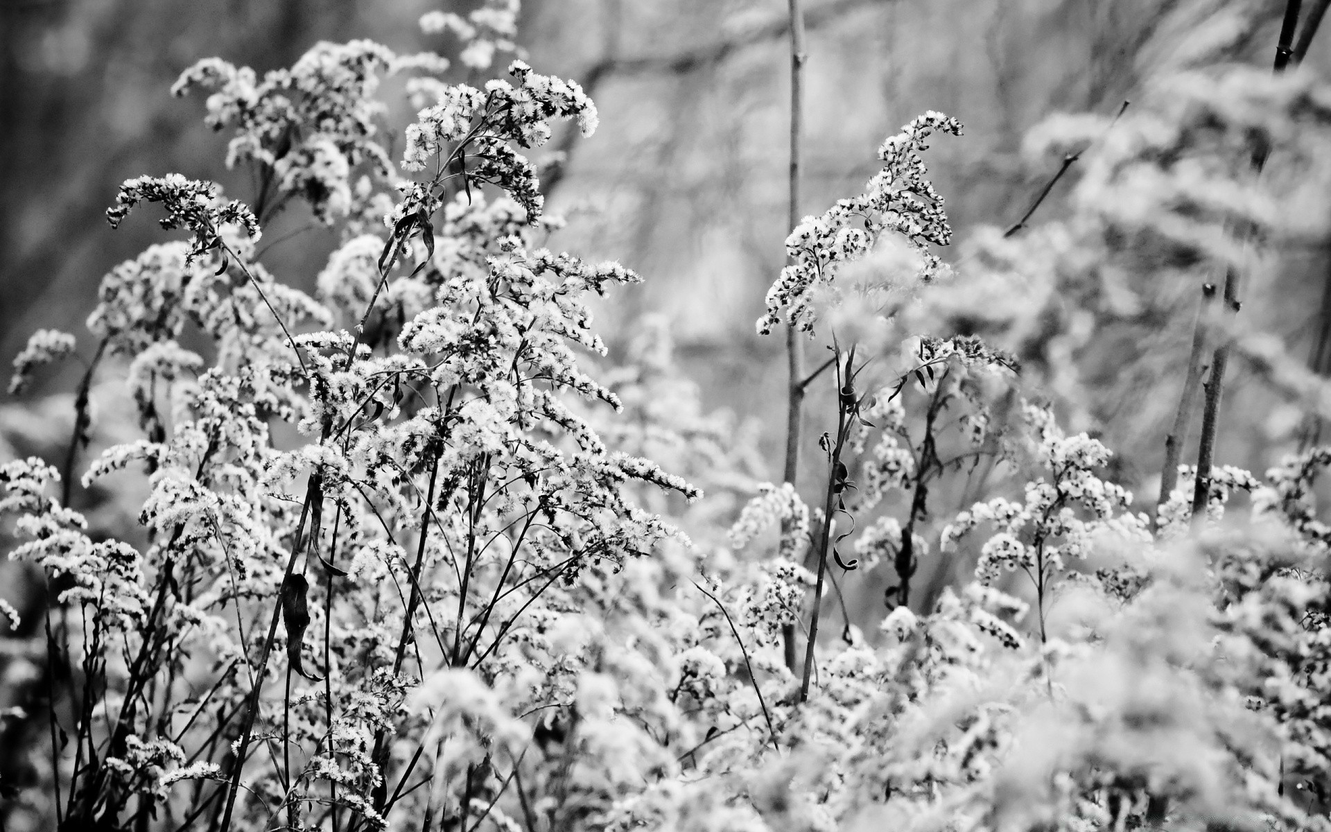 hiver gel nature saison neige flore à l extérieur arbre météo feuille bois herbe