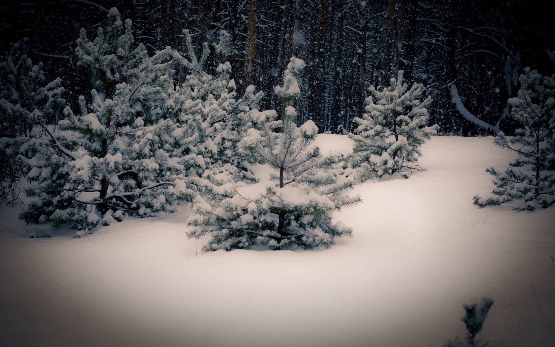 hiver neige arbre froid gel paysage congelé glace météo bois noël evergreen conifères saison scénique pin branche lumière givré