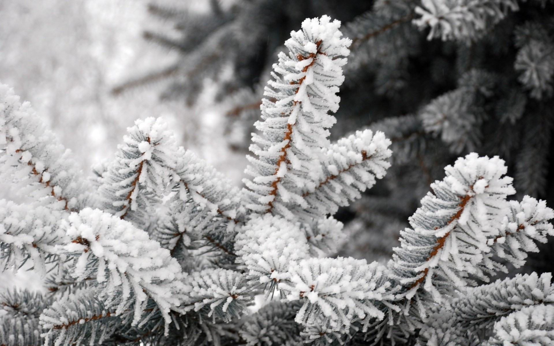 winter kiefer weihnachten nadeln baum frost evergreen schnee fichte tanne dekoration nadelbaum saison zweig natur nadelbaum kegel glänzt schneeflocke