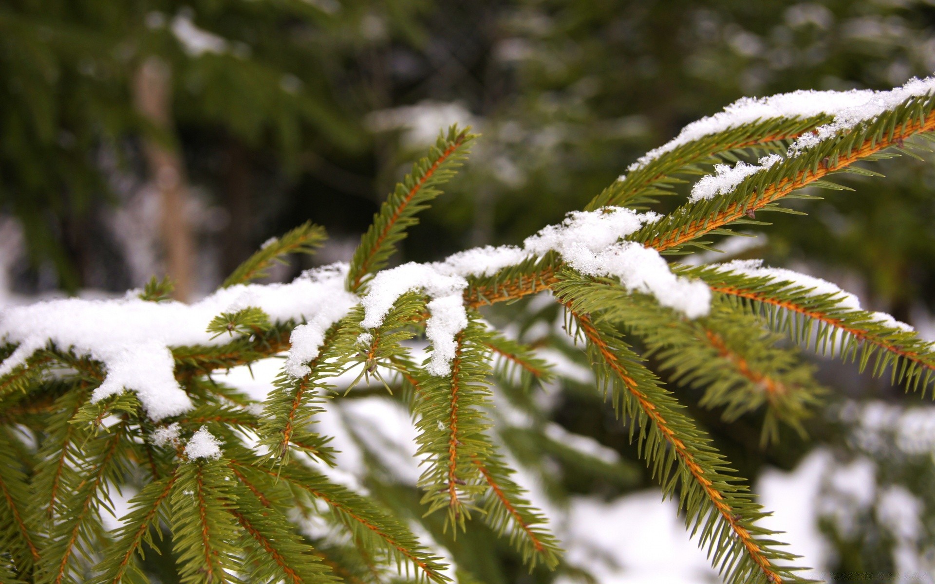 zima drzewo natura sezon boże narodzenie oddział sosna na zewnątrz drewno igły zbliżenie jodła flora śnieg liść drzewa iglaste evergreen świerk mróz