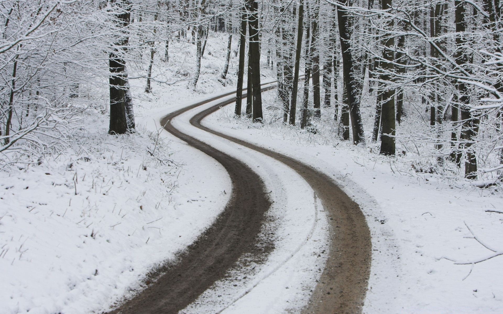 hiver neige froid gel glace bois congelé bois route paysage saison météo guide piste nature scénique neigeux neige-blanc à l extérieur