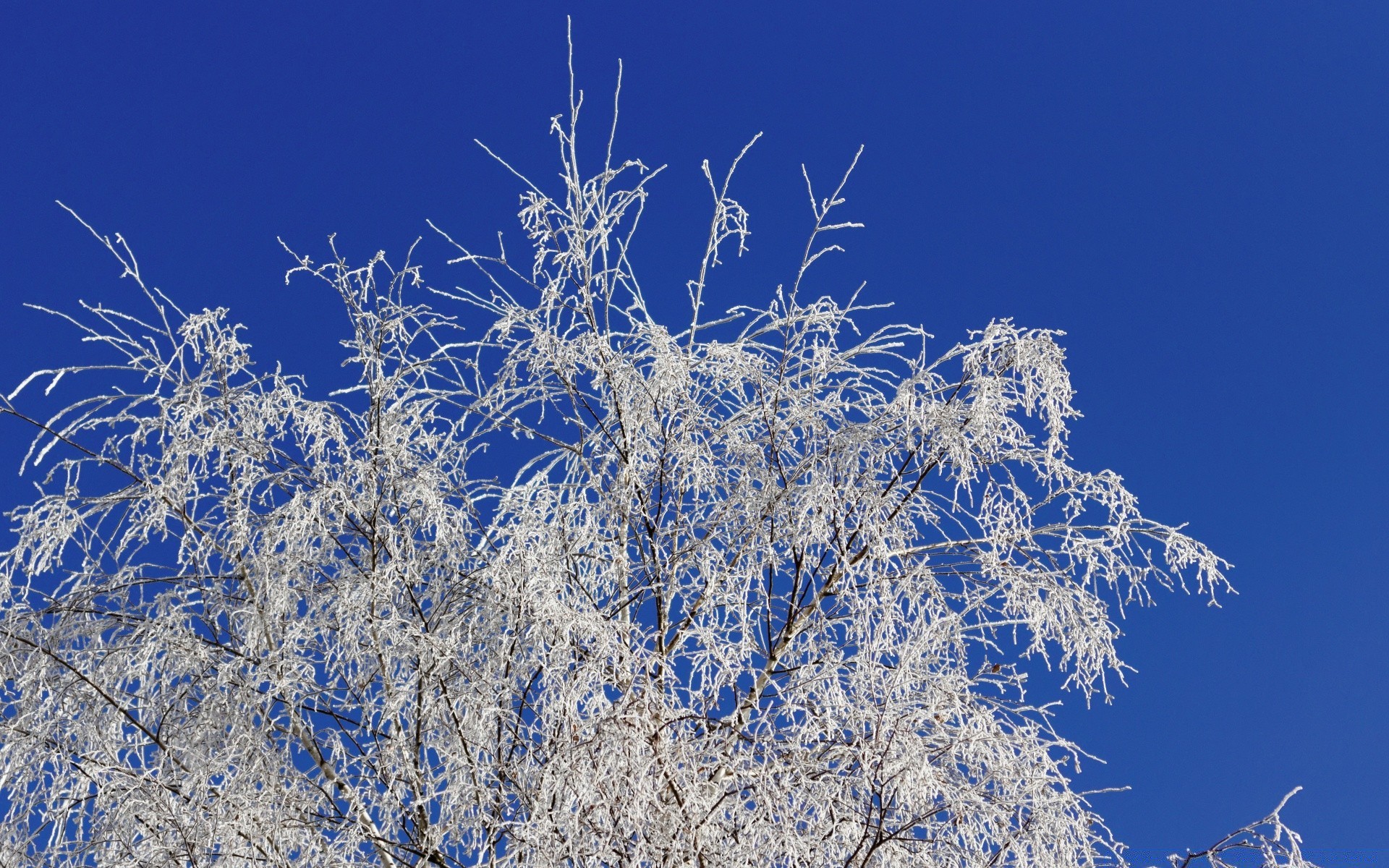 winter tree frost snow nature season cold branch wood landscape frozen sky weather fair weather scene ice outdoors flora bright