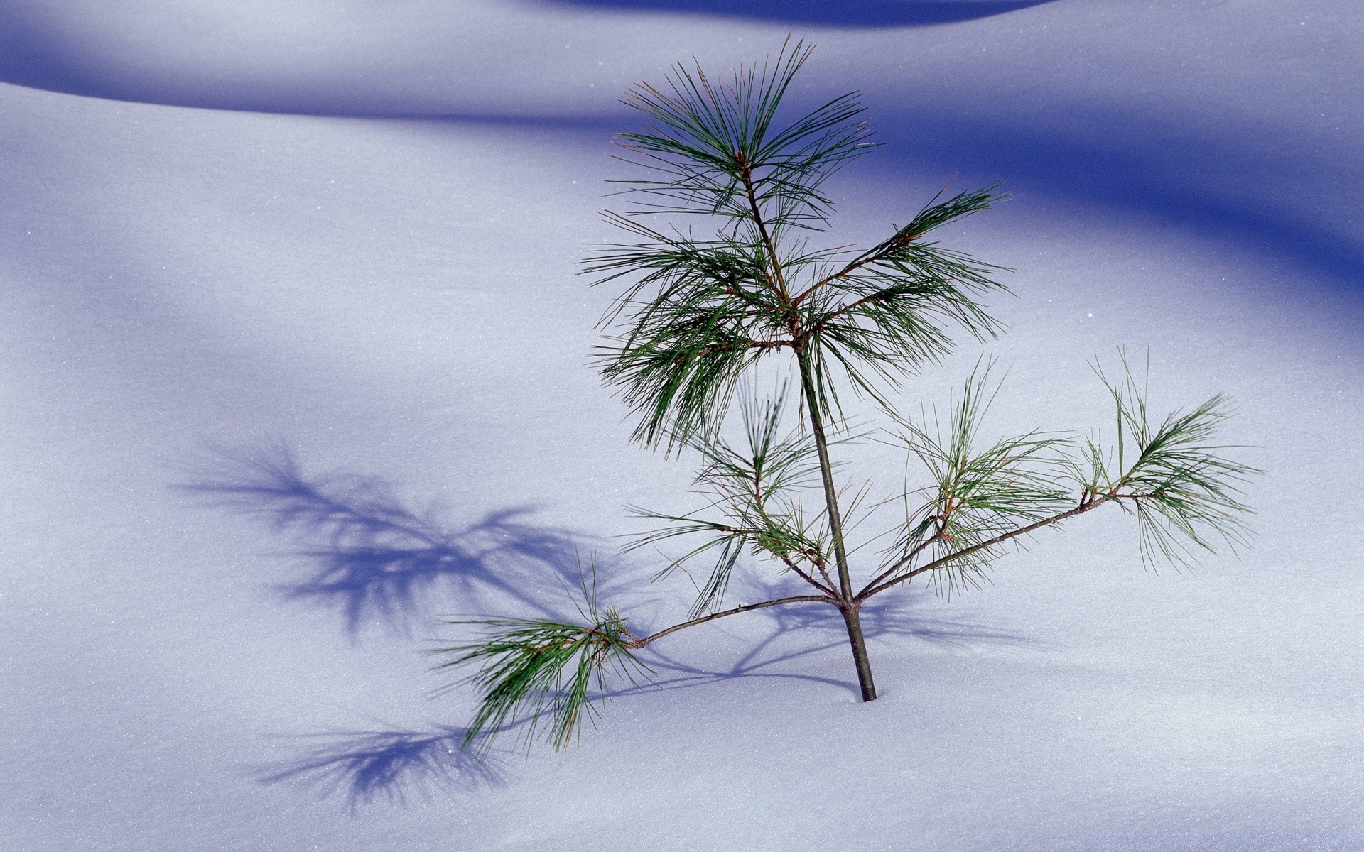 inverno albero natura desktop paesaggio spiaggia cielo all aperto legno oceano flora estate ramo mare bella colore acqua foglia