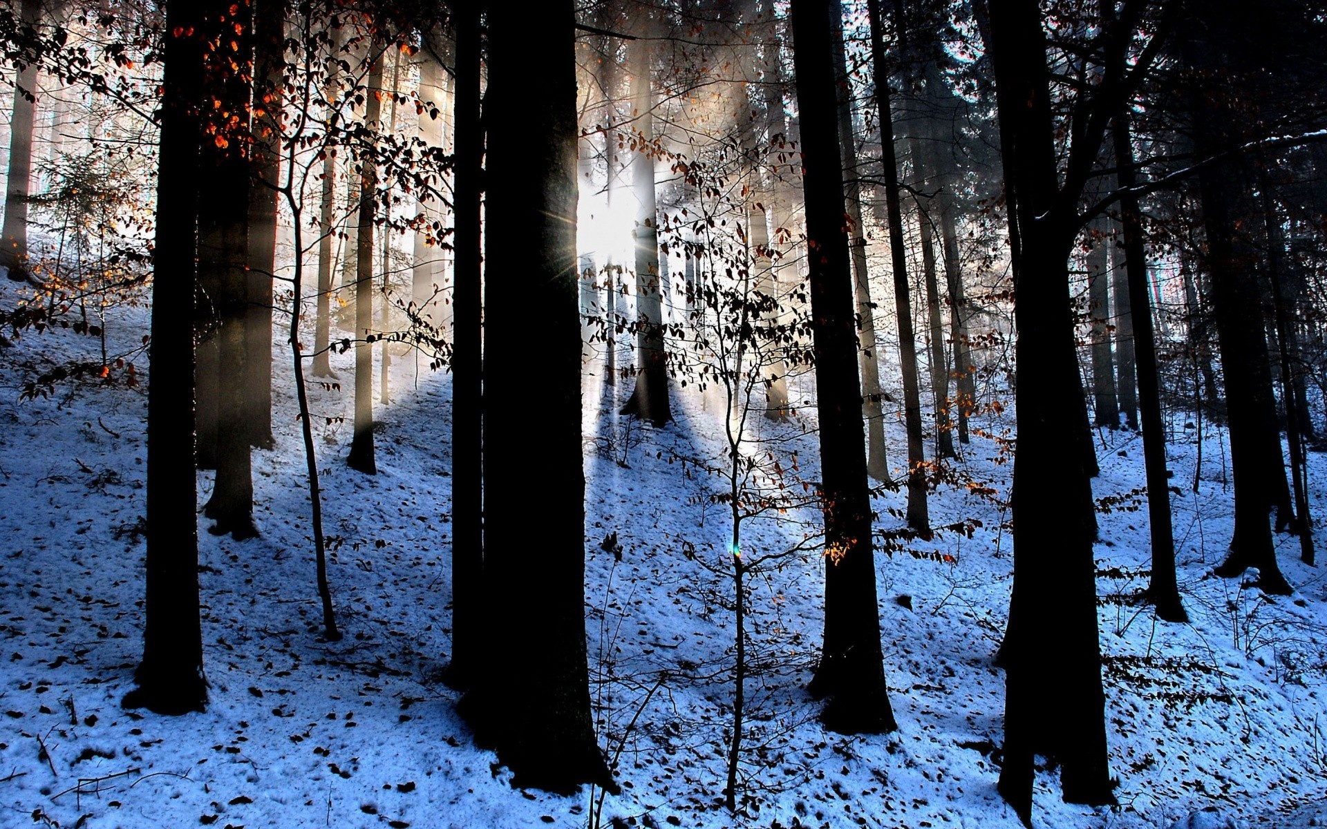 winter snow tree wood fog landscape cold light shadow mist frost dawn park branch weather fall nature