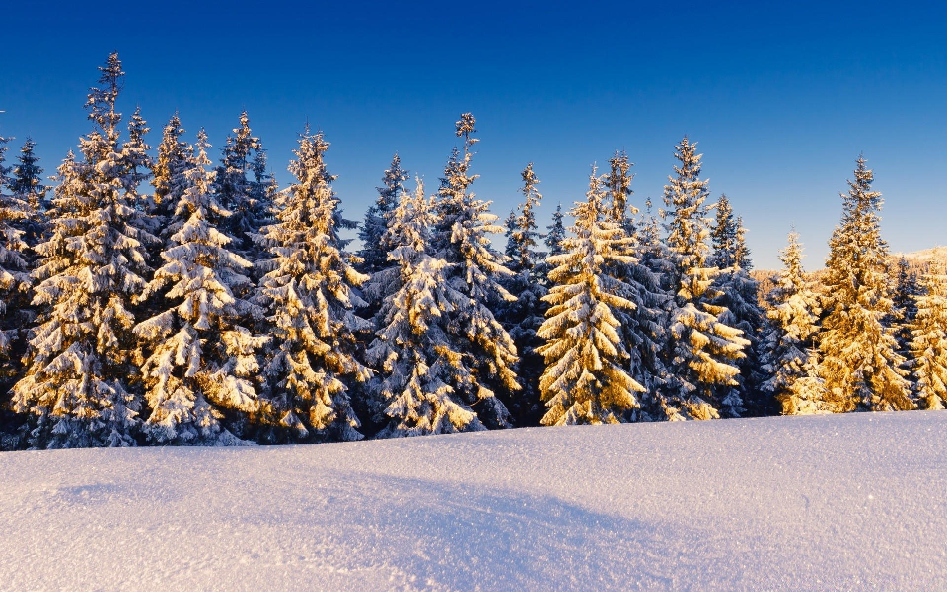 winter snow wood tree season landscape frost scenic evergreen conifer nature outdoors cold daylight frozen pine mountain scene