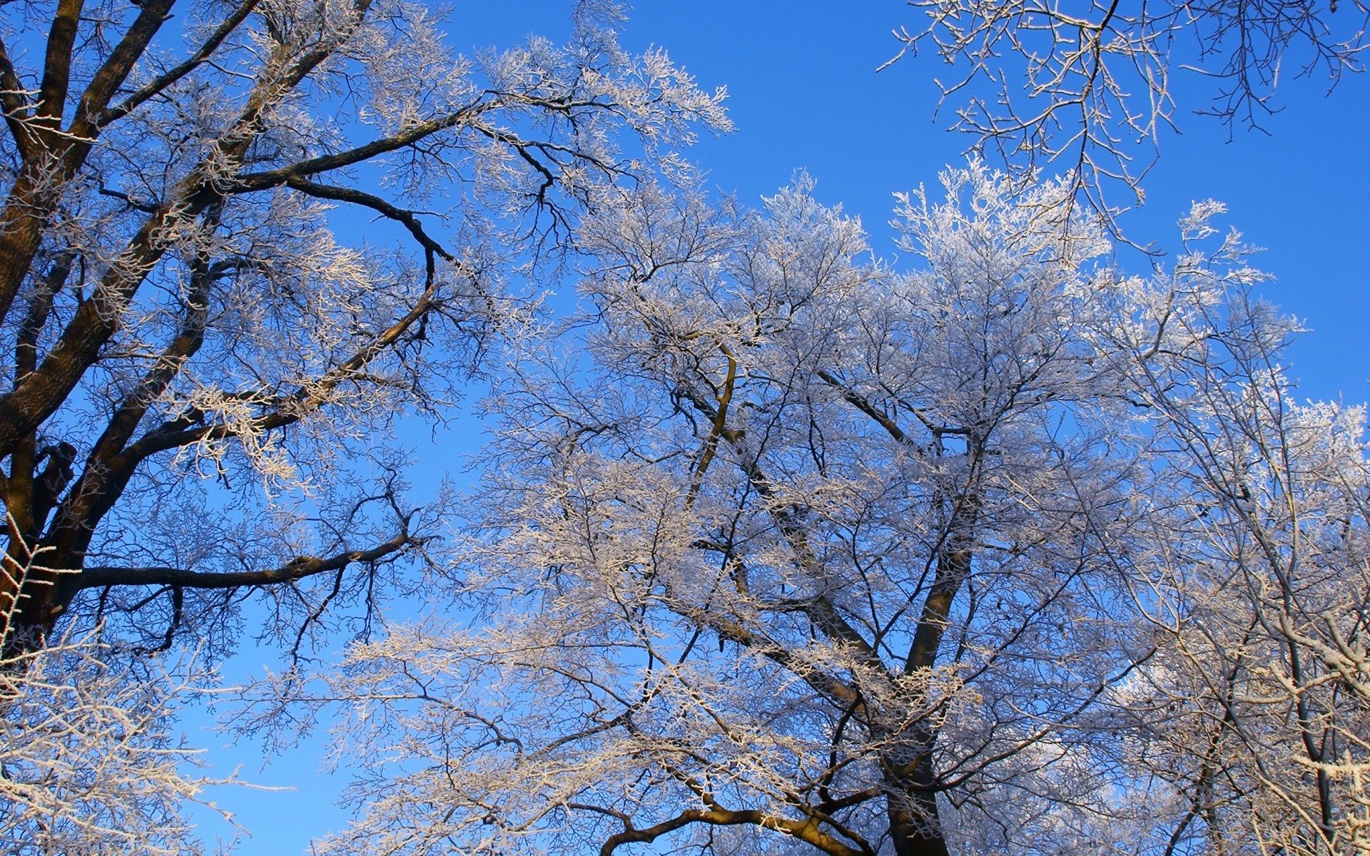 inverno albero ramo stagione legno paesaggio natura parco freddo gelo scena neve tempo scenico chiaro bel tempo paesaggio luminoso congelato