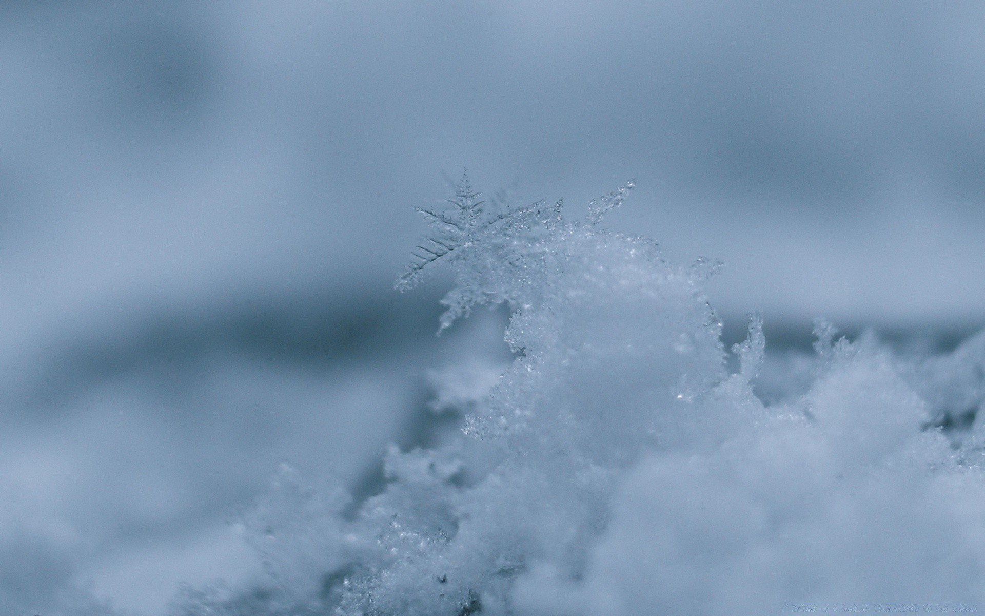 inverno neve natura tempo ghiaccio cielo freddo gelo paesaggio natale all aperto astratto congelato bel tempo nebbia