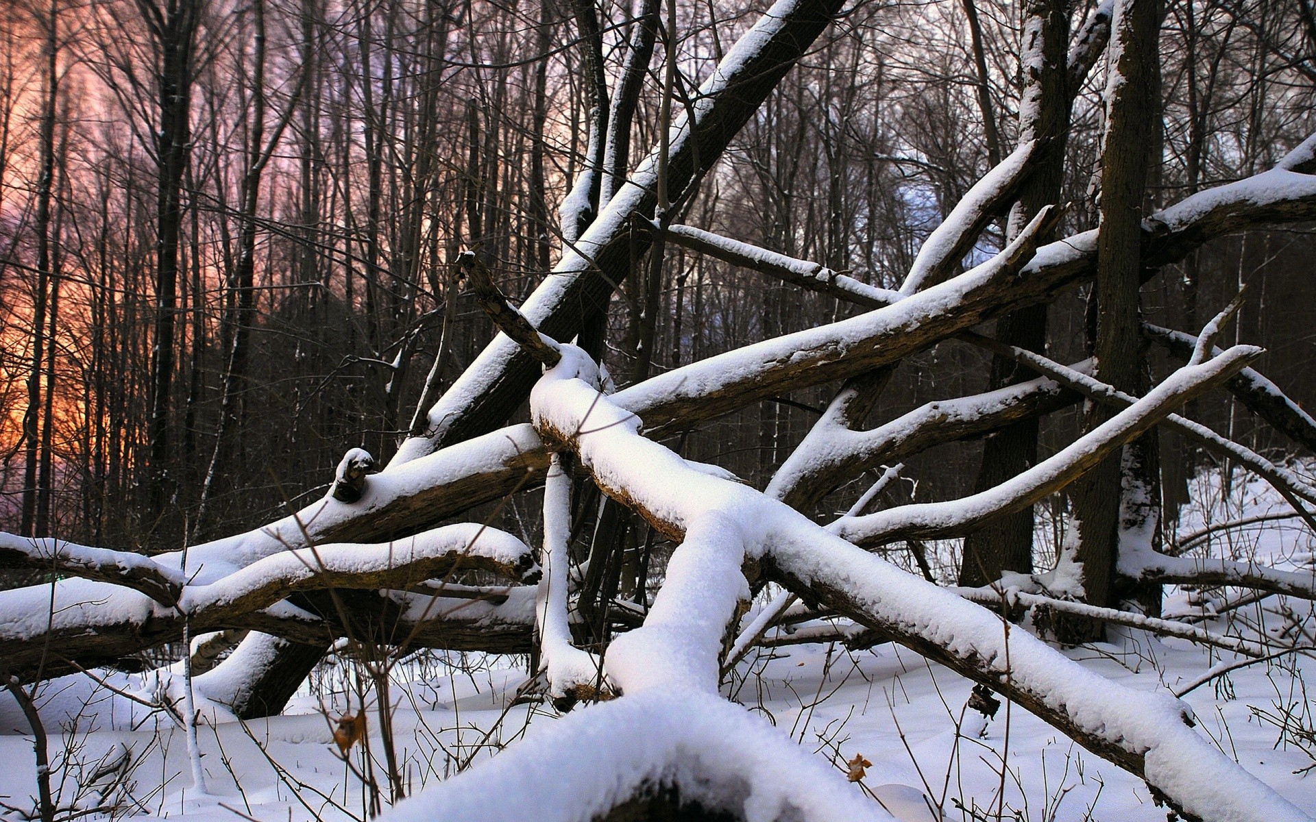 winter wood tree snow cold season branch weather landscape frost nature park fall outdoors frozen scene environment ice scenic