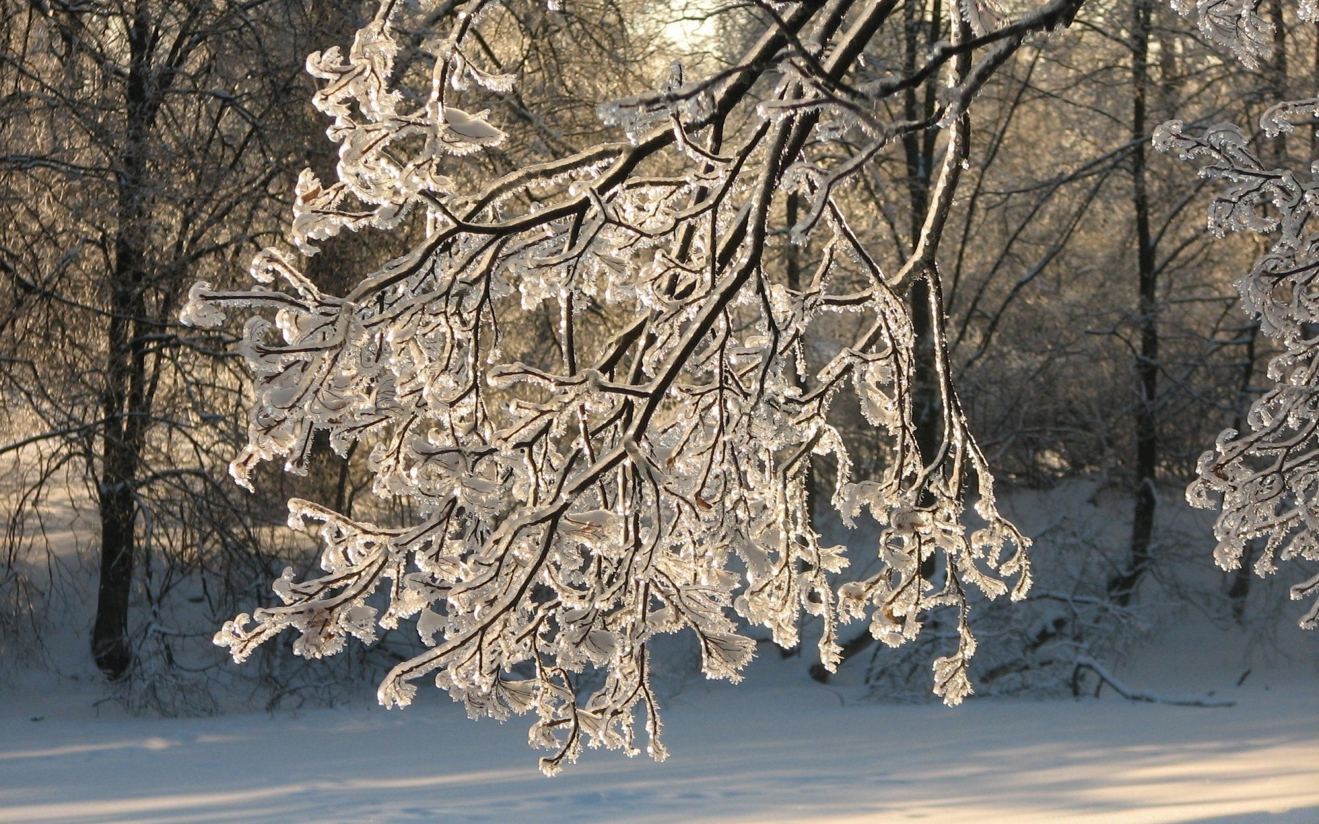 inverno legno natura legno neve desktop gelo stagione freddo ramo