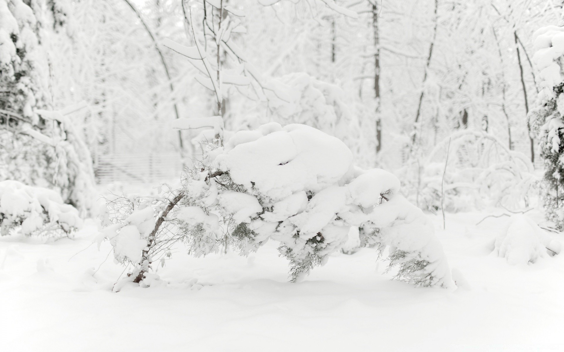 inverno neve freddo gelo congelato tempo tempesta di neve ghiaccio stagione legno albero gelido nevoso paesaggio cumulo di neve