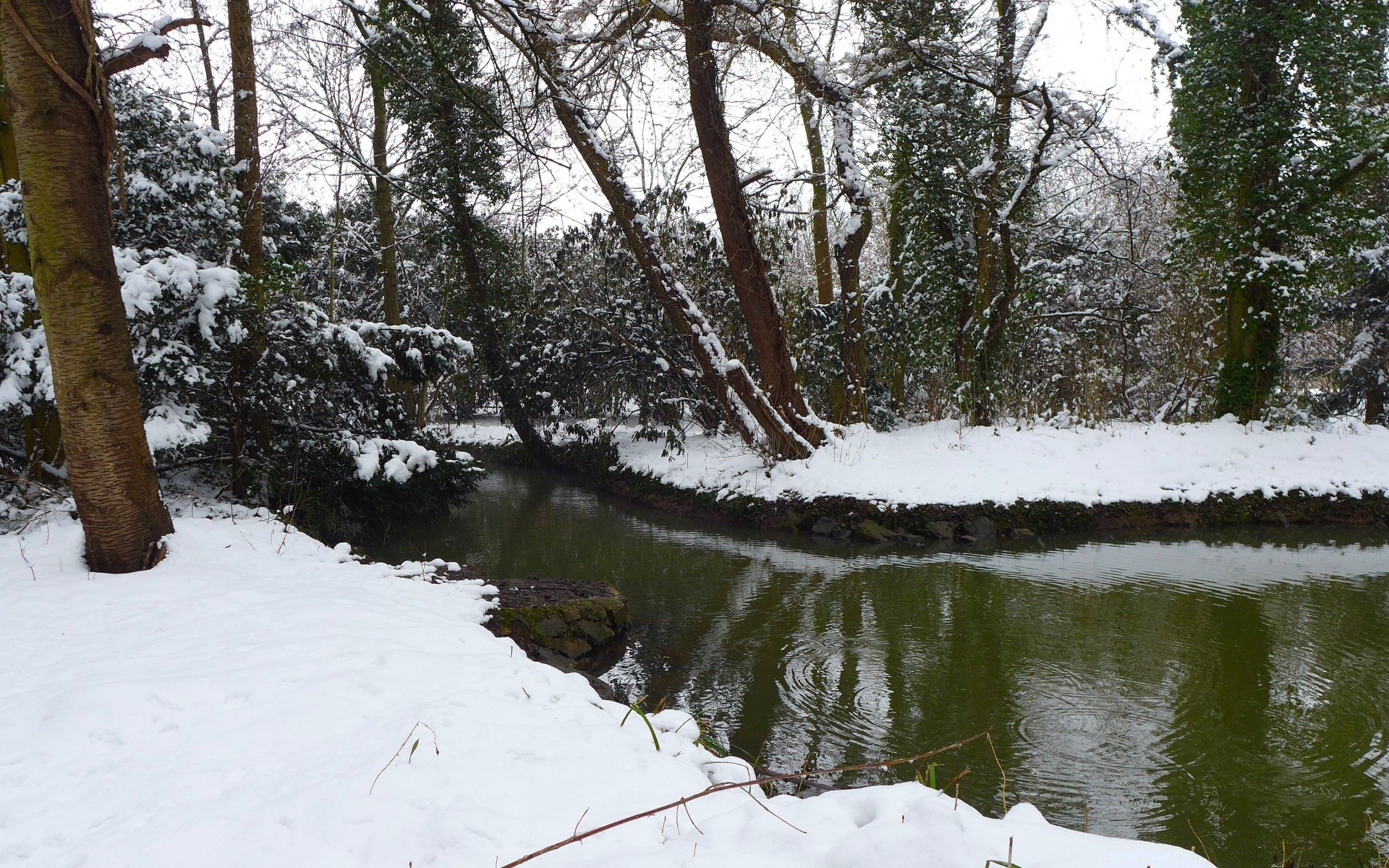 winter tree landscape snow weather wood cold nature environment water season river outdoors park scenic