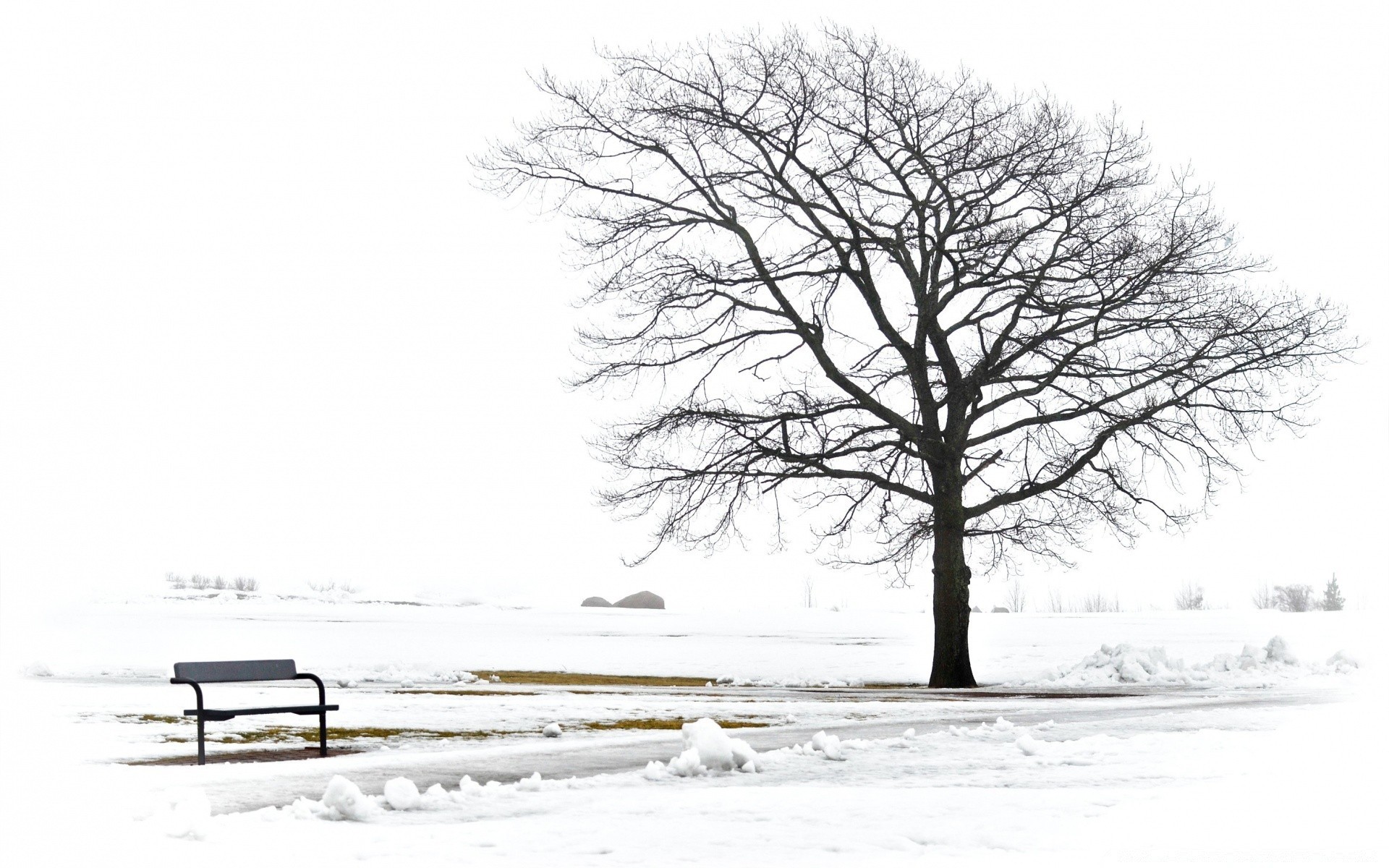 winter schnee kälte holz frost holz gefroren landschaft natur zweig saison wetter eis einsam einsamkeit nebel schnee-weiß schneesturm landschaftlich