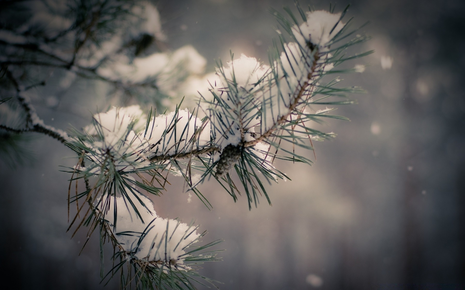 invierno árbol agujas navidad coníferas naturaleza evergreen rama pino al aire libre madera nieve