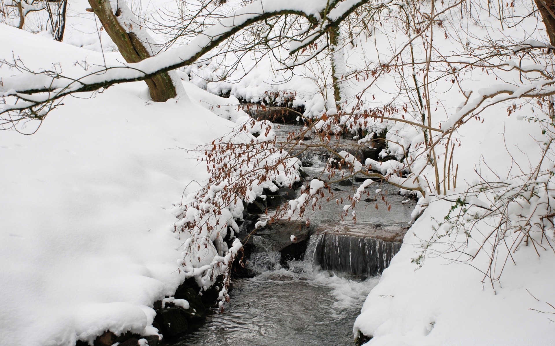 winter snow frost cold frozen ice season tree weather nature wood snow-white landscape branch icy outdoors frosty