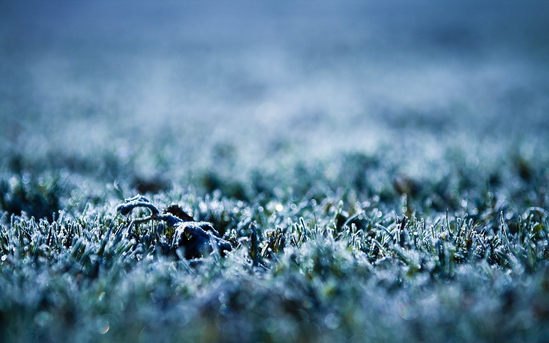 hiver champ nature herbe croissance sol flore sol extérieur saison bureau fleur agriculture foin aube rural paysage été feuille beau temps