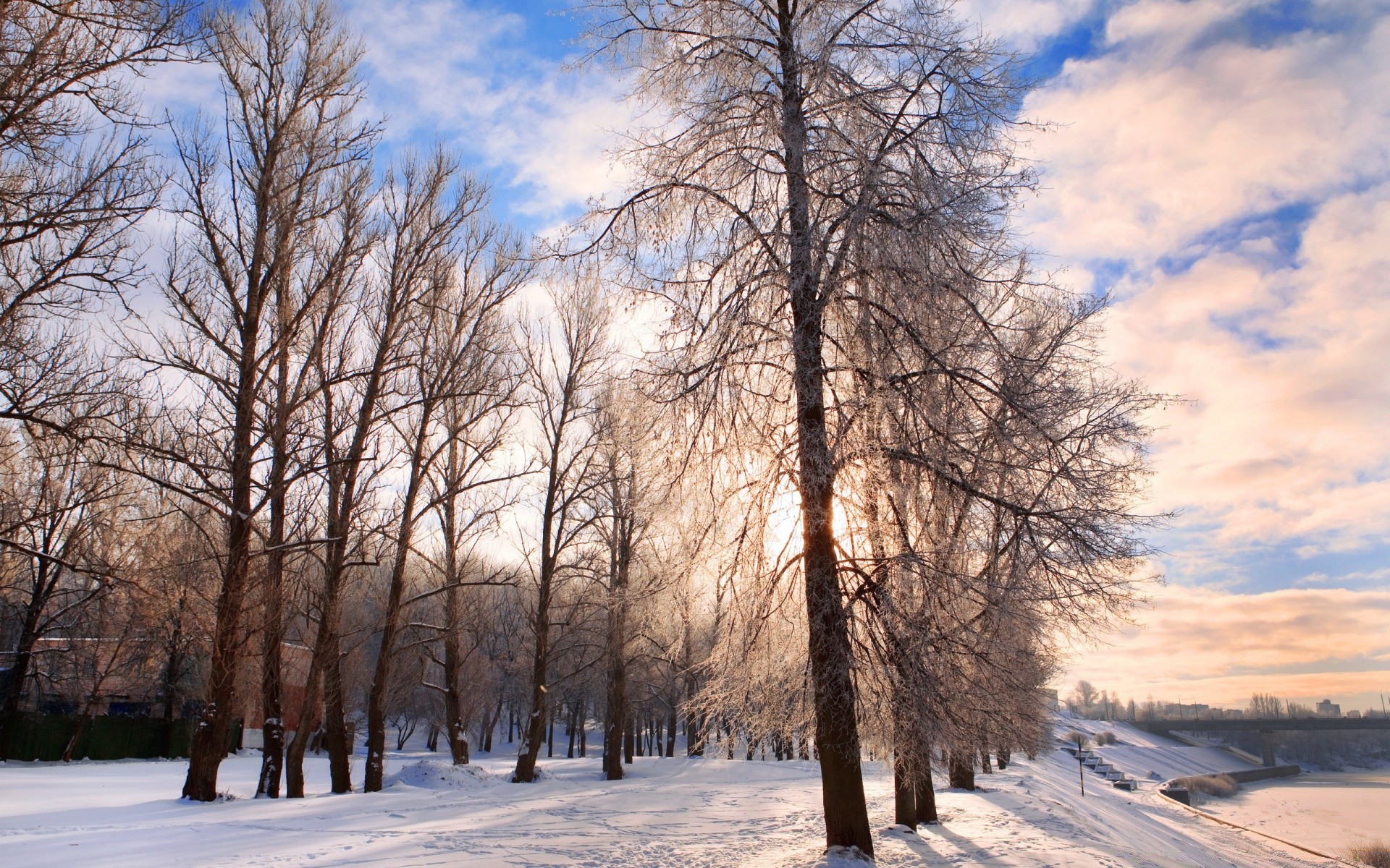 hiver neige bois gel bois froid paysage congelé météo glace saison beau temps nature aube branche brouillard campagne parc scénique