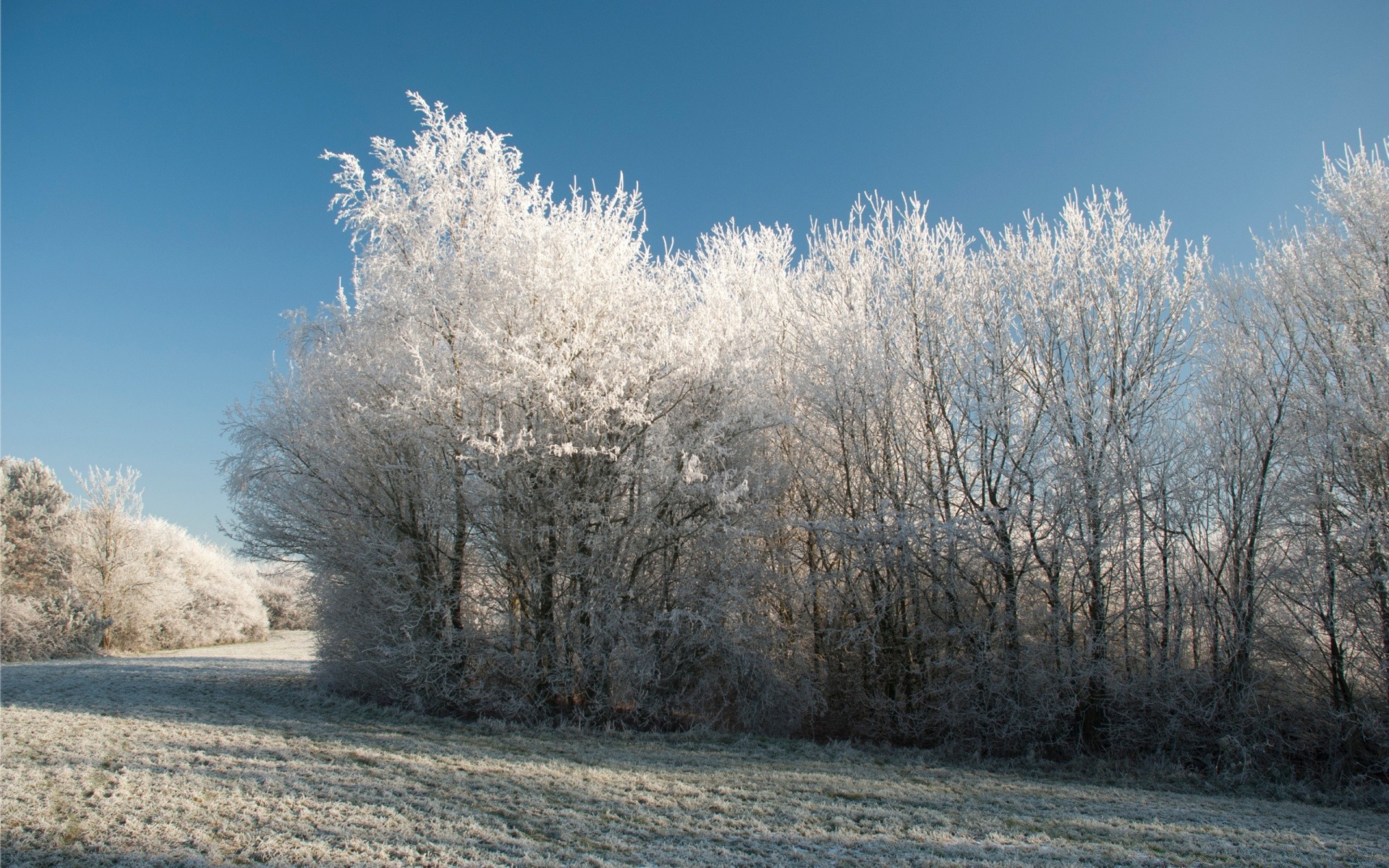 hiver neige gel froid arbre congelé paysage saison glace météo neige-blanc nature givré bois branche beau temps scène parc à l extérieur