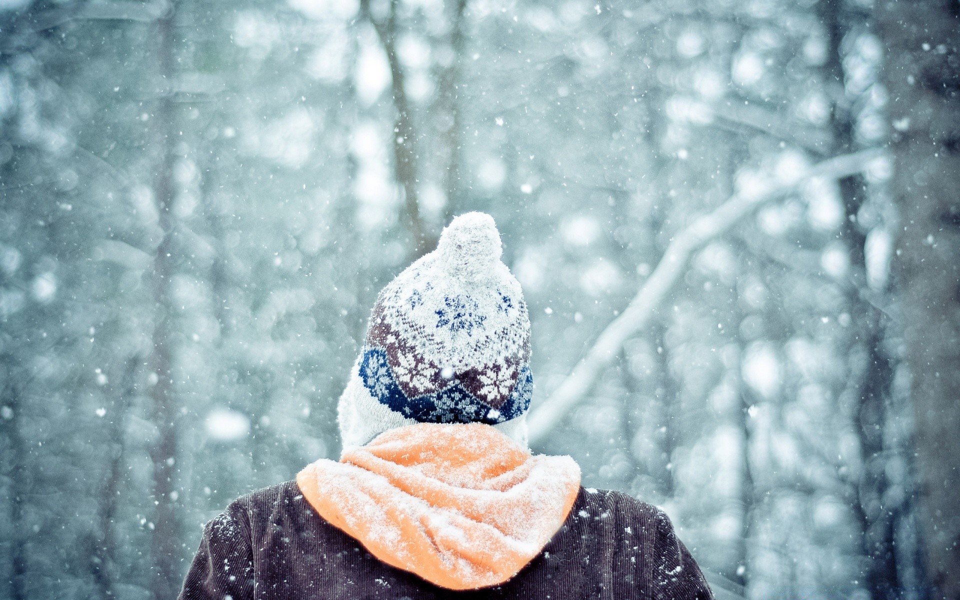 winter snow cold frost outdoors nature one season ice frozen wood tree snowflake