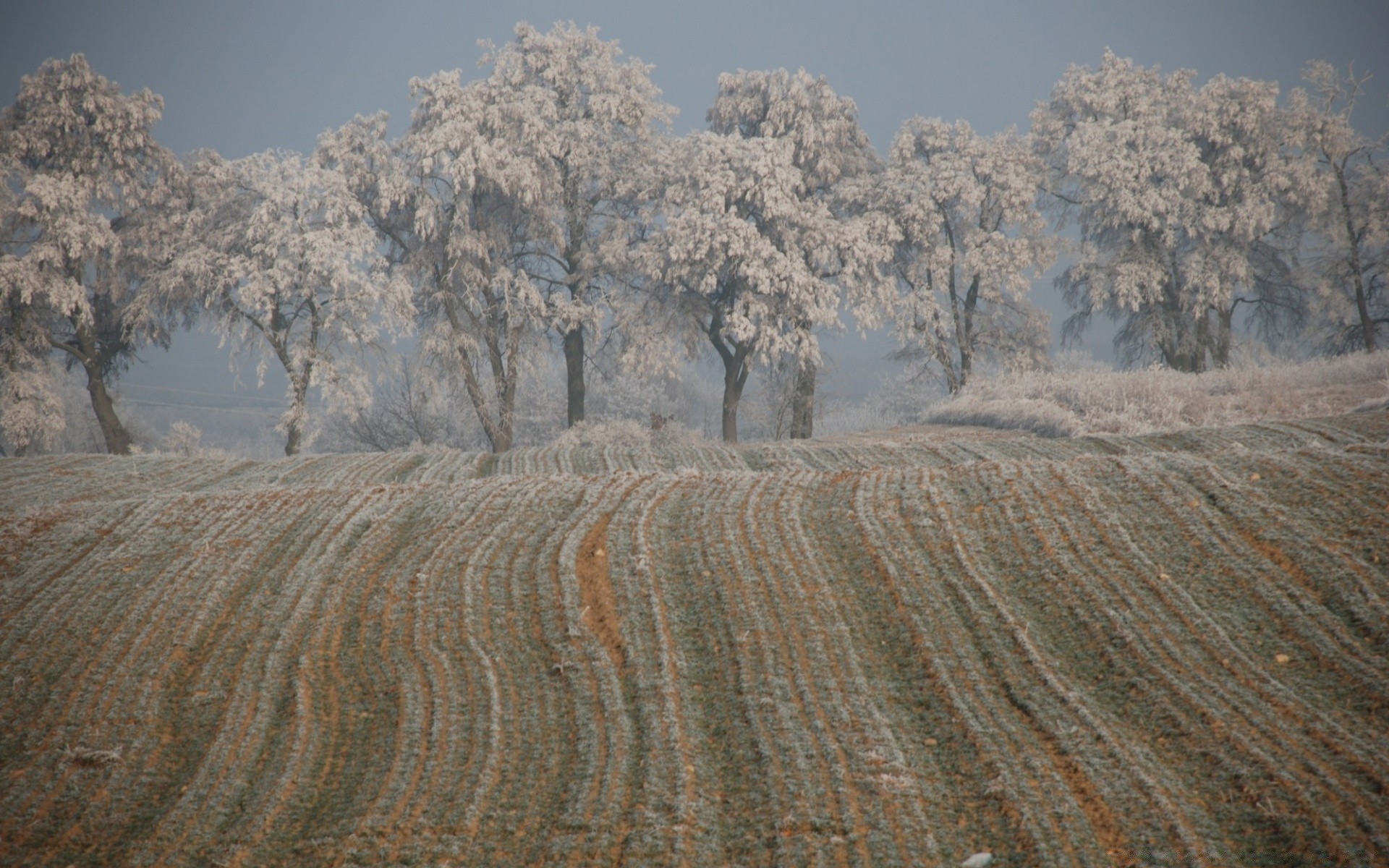 inverno paisagem natureza árvore ao ar livre cênica deserto céu seco amanhecer