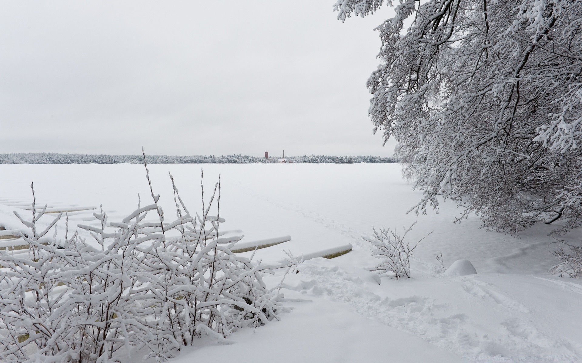 hiver neige gel froid congelé glace paysage arbre saison météo nature neige-blanc scénique bois givré glacial scène lac eau