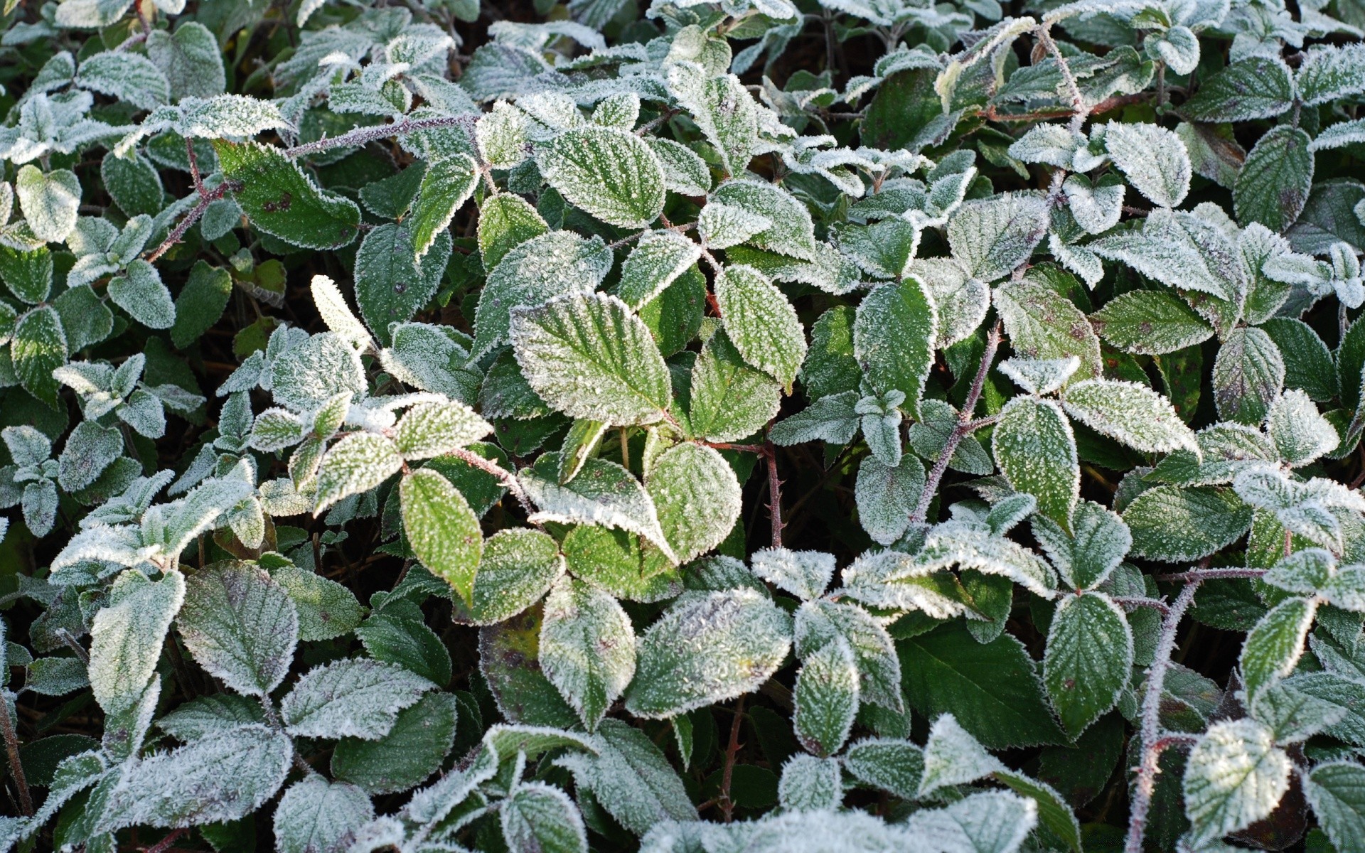 inverno folha flora natureza ao ar livre jardim desktop ivy comida padrão close-up crescimento textura agricultura verão árvore ambiente frescura