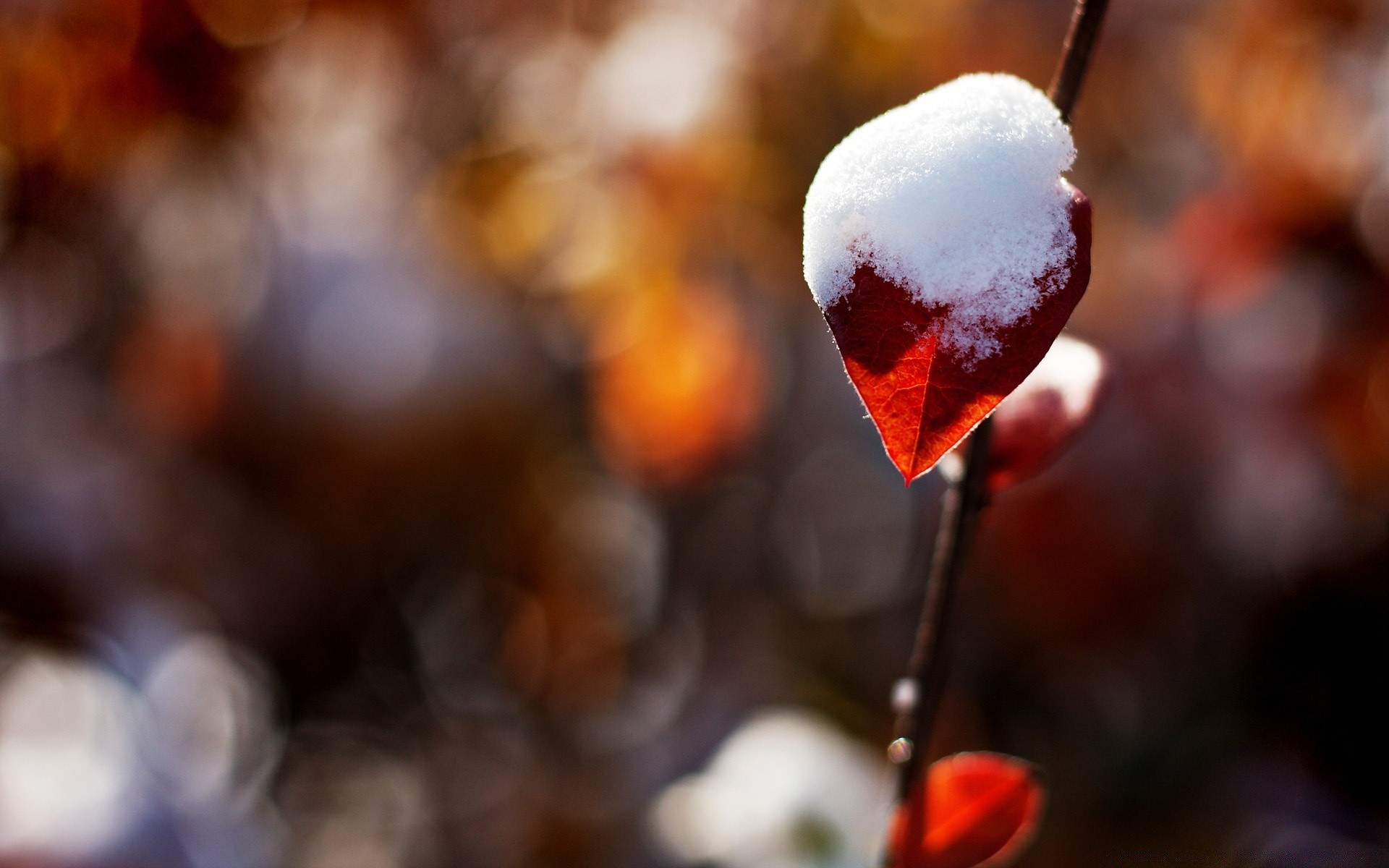 hiver flou automne en plein air nature noël neige glace lumière bois dof