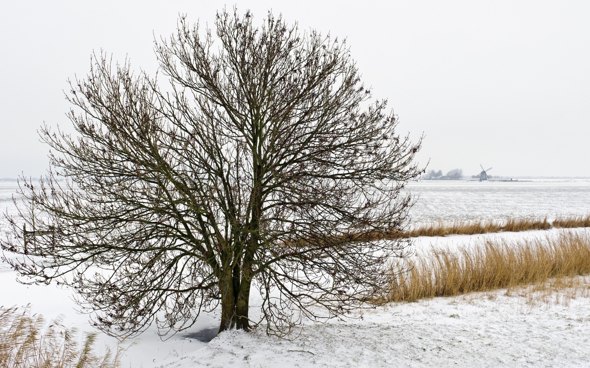 winter schnee frost baum kälte landschaft holz gefroren saison natur wetter eis zweig landschaftlich szene schnee-weiß landschaften