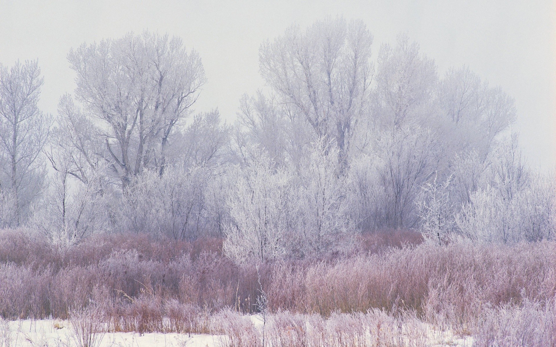 inverno neve albero paesaggio gelo freddo tempo natura legno stagione nebbia congelato scenico campagna ghiaccio alba