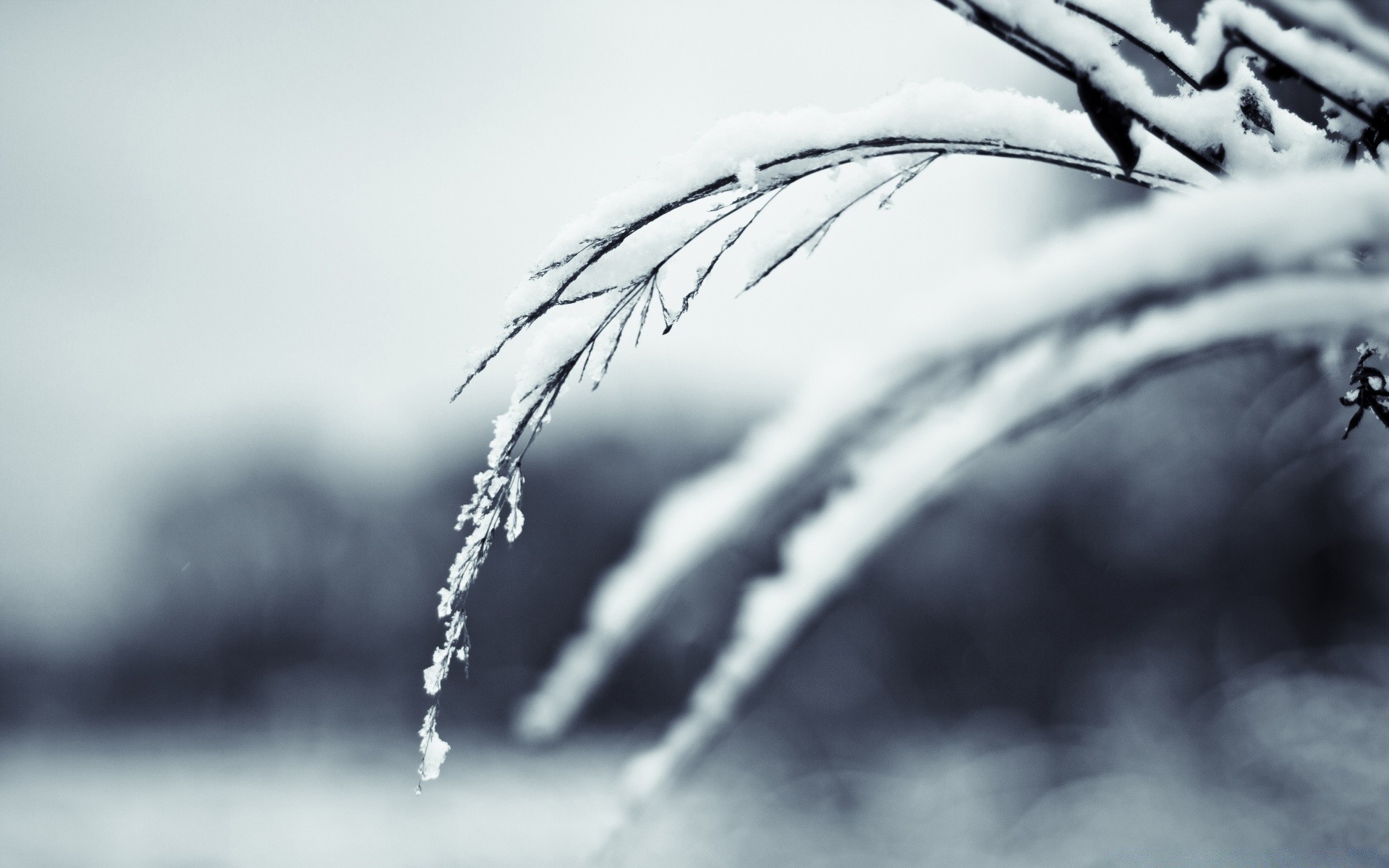 zima monochromatyczny śnieg spadek deszcz zimna natura rosa woda dof mróz mrożony mokry lód krople rozmycie na zewnątrz liść