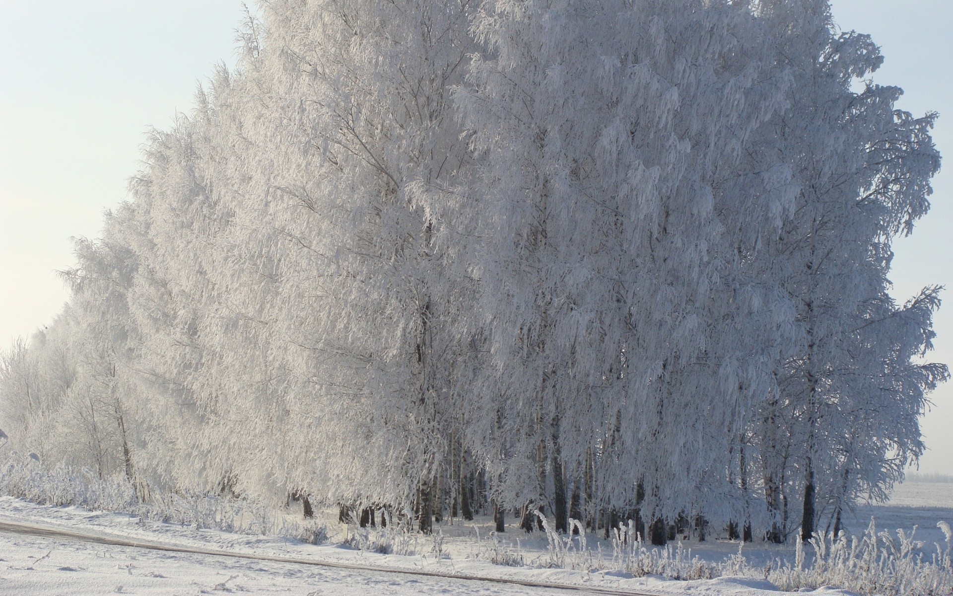 inverno neve gelo freddo albero congelato legno ghiaccio natura tempo gelido paesaggio stagione neve-bianco nebbia all aperto tempesta di neve