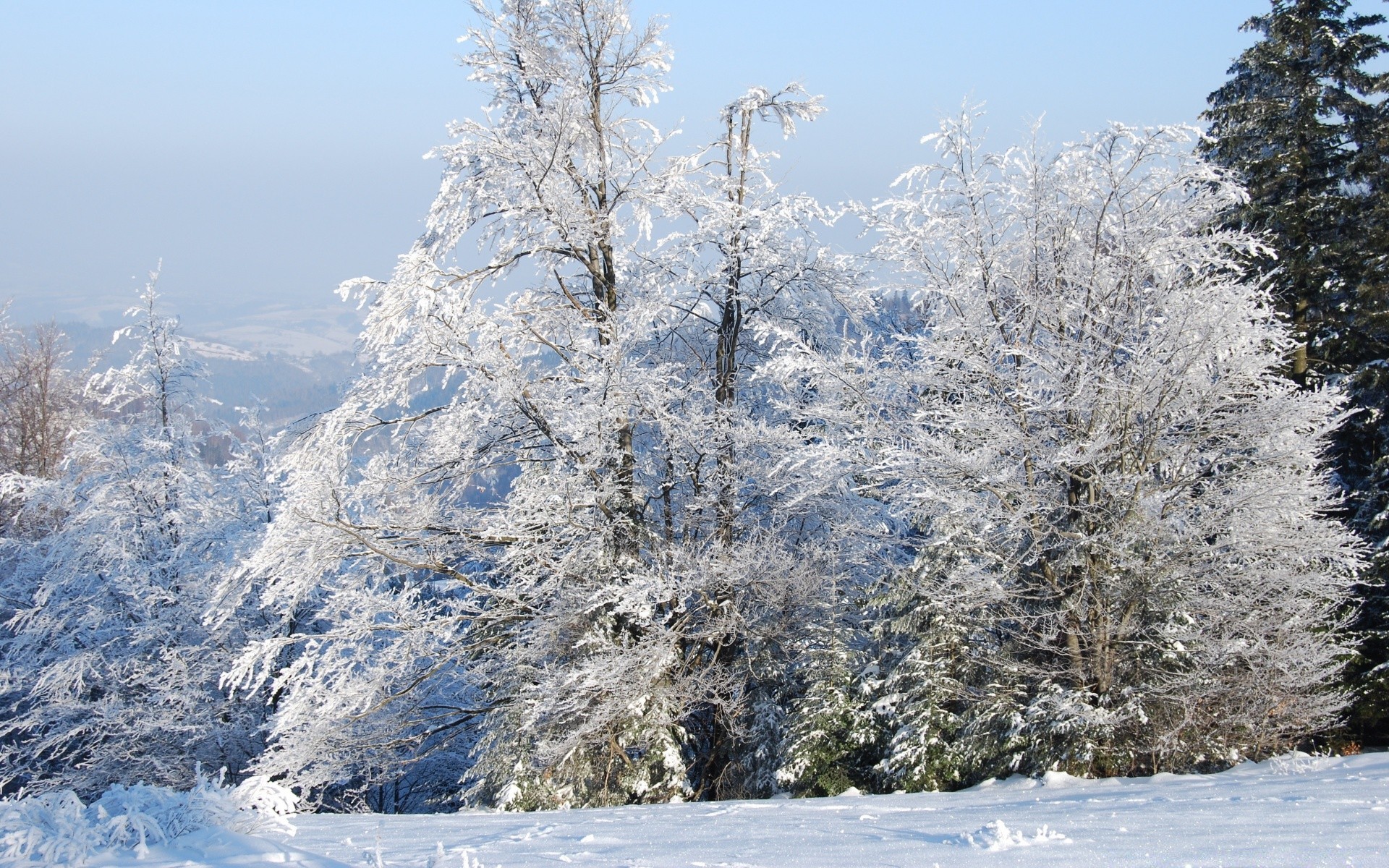 hiver neige gel froid arbre congelé glace paysage bois saison météo neigeux nature scénique montagnes neige-blanc scène givré glacial