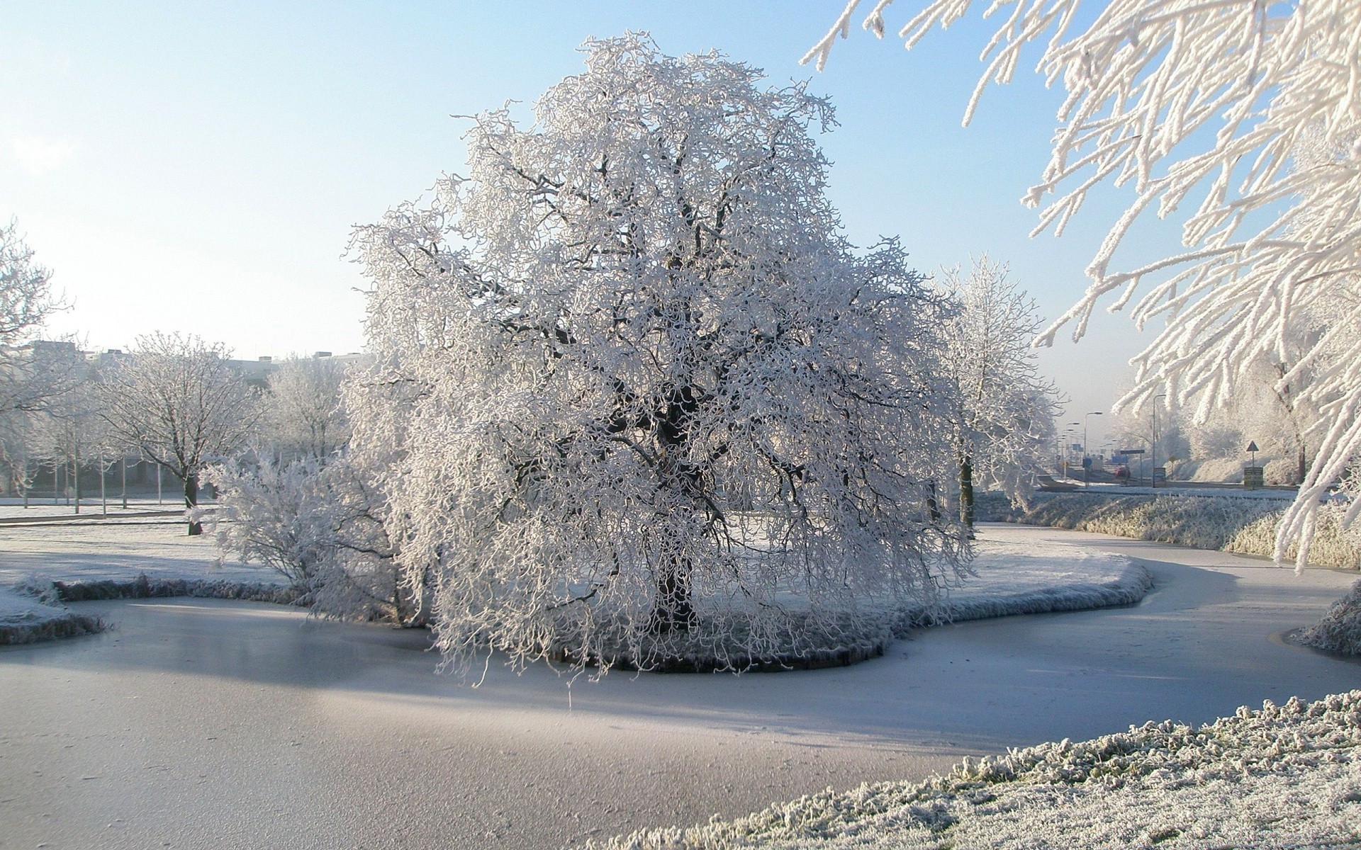 invierno nieve escarcha hielo frío congelado árbol paisaje escarchado naturaleza madera temporada tiempo carretera blanco nieve buen tiempo guía niebla helado