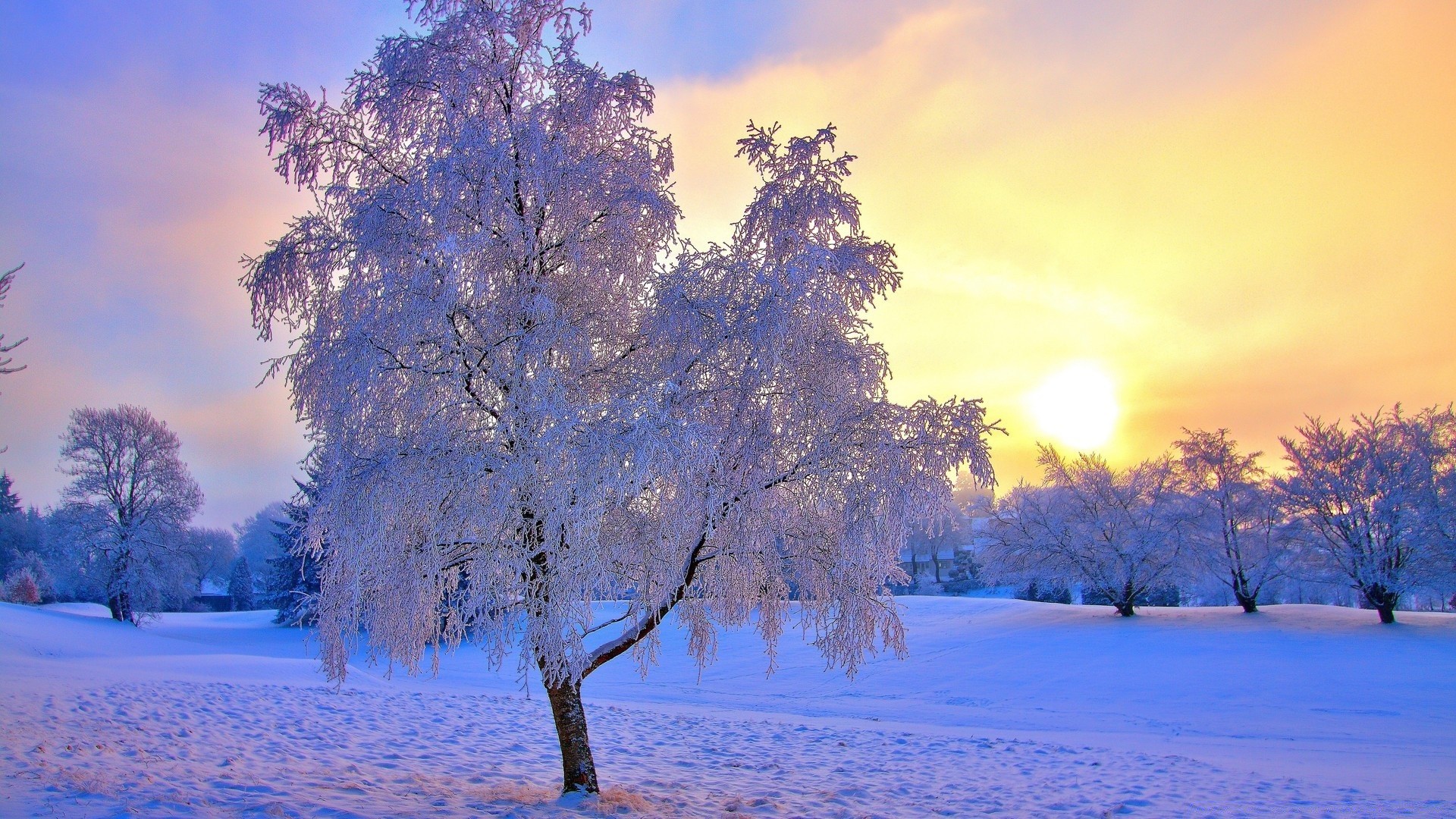 winter baum schnee dämmerung jahreszeit landschaft holz gutes wetter frost kälte zweig landschaftlich natur wetter gefroren sonne park eis