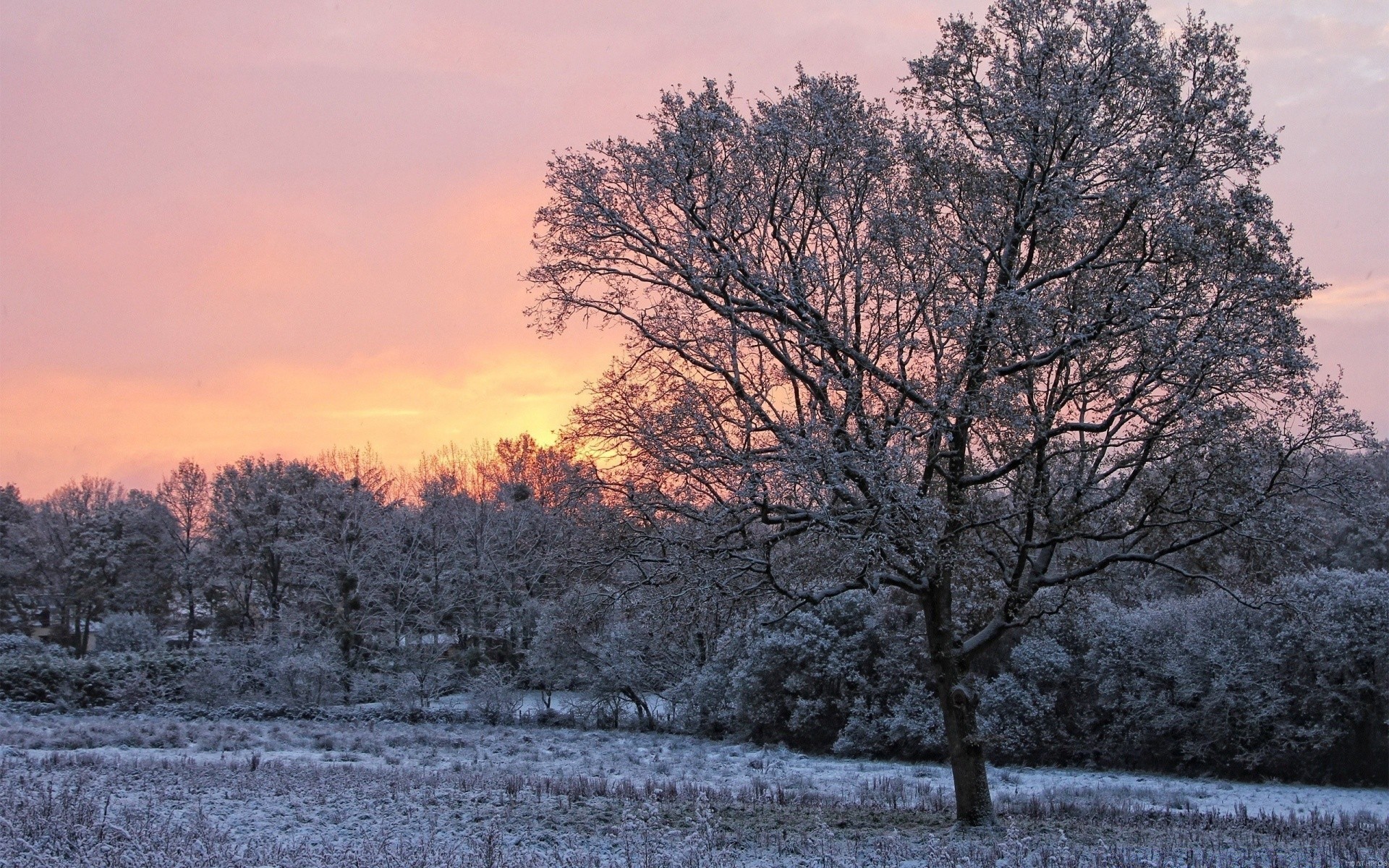 winter tree landscape season snow frost cold frozen nature wood branch dawn weather scenic fog park ice scenery scene