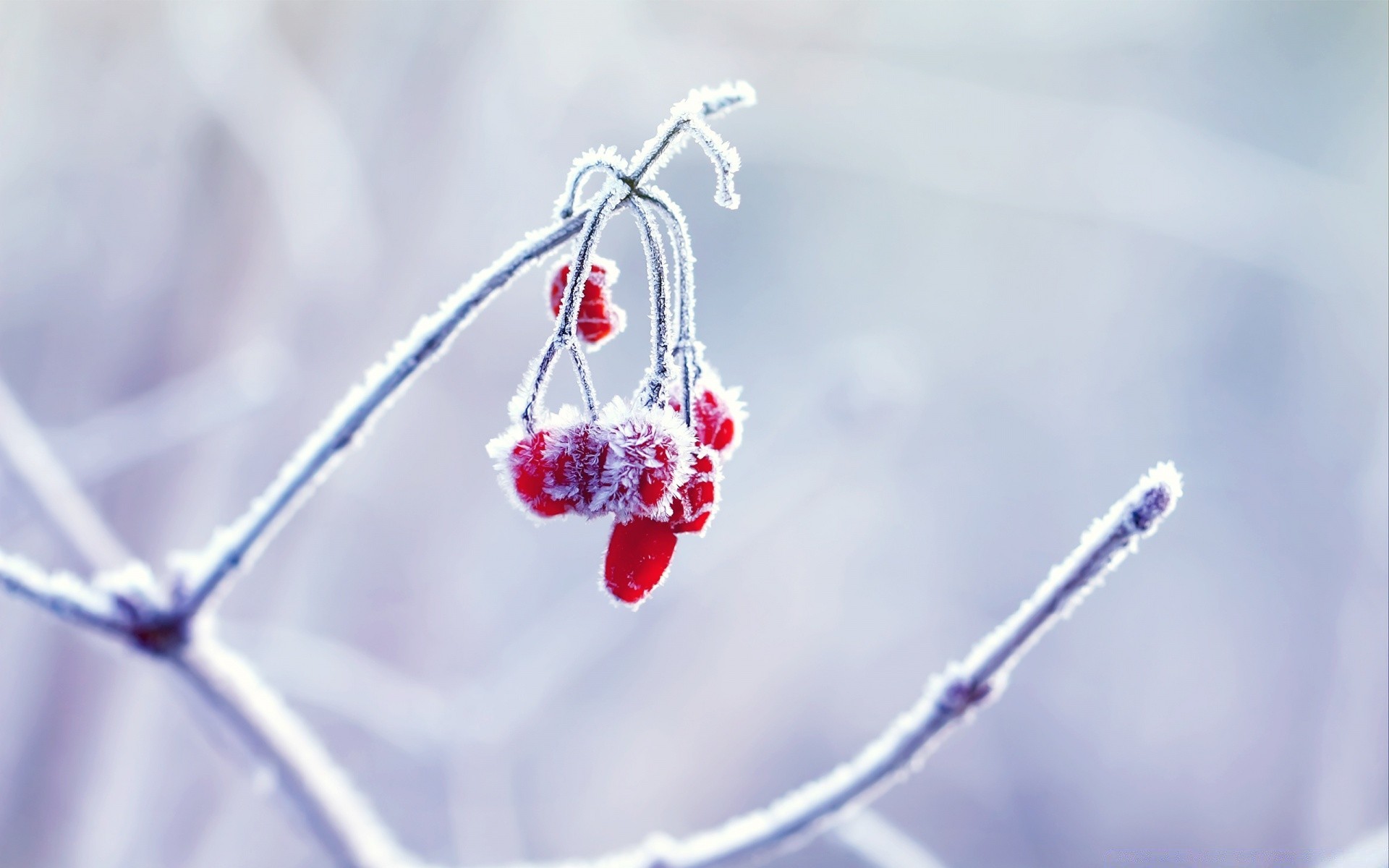 winter nature frost snow outdoors hanging berry branch