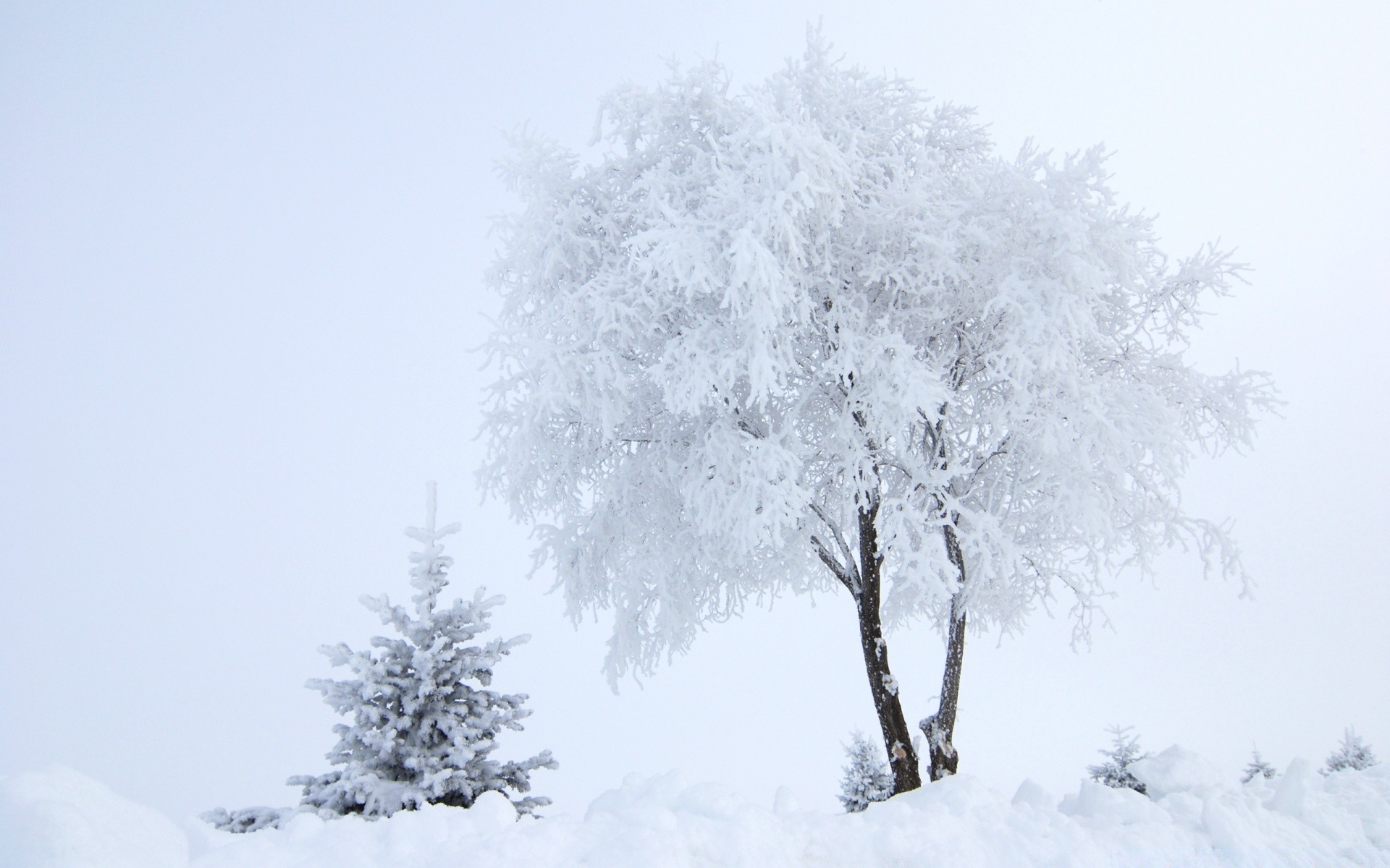 winter snow frost cold frozen ice tree weather snowstorm wood landscape season frosty fog branch nature snow-white snowy