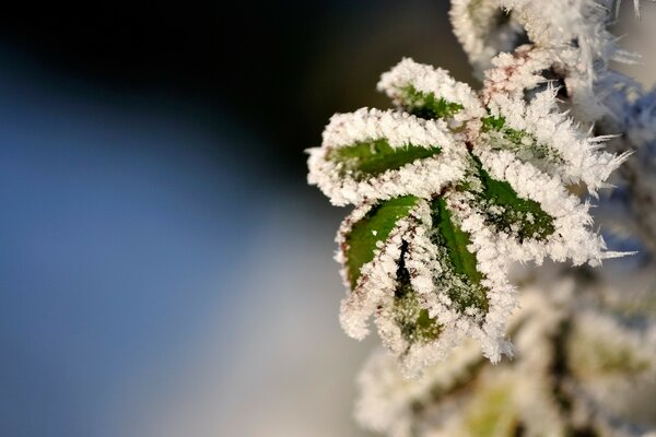 Fleur gelée sur l air du ciel