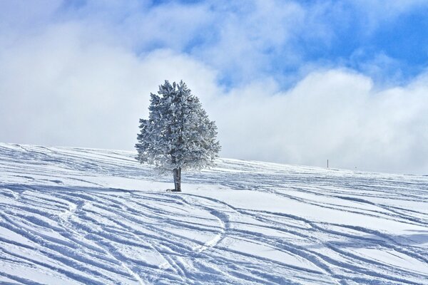 Gefrorener Baum im kalten Winter