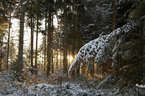 Temprano en la mañana en el bosque de invierno