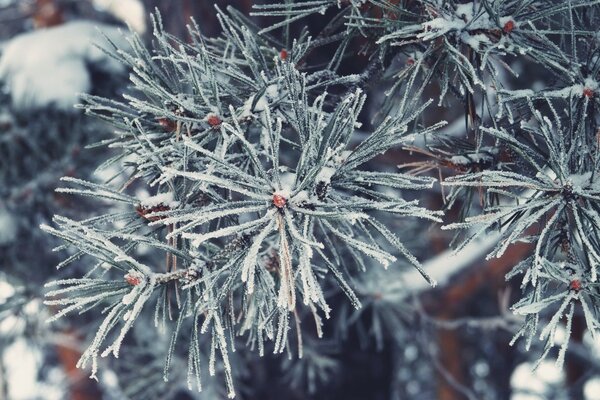 Spruce needles covered with glue